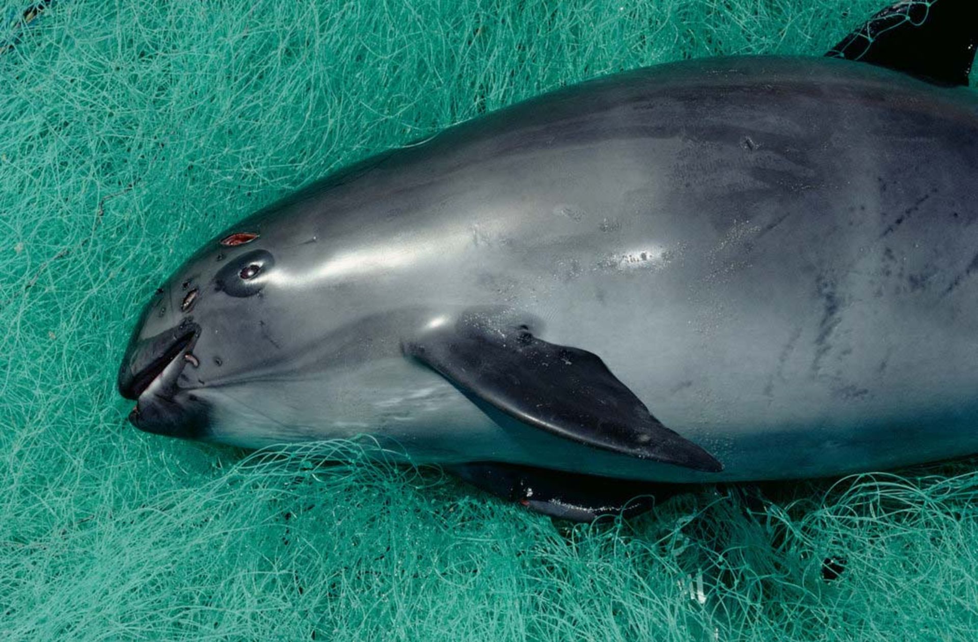 واکیتا / Vaquita