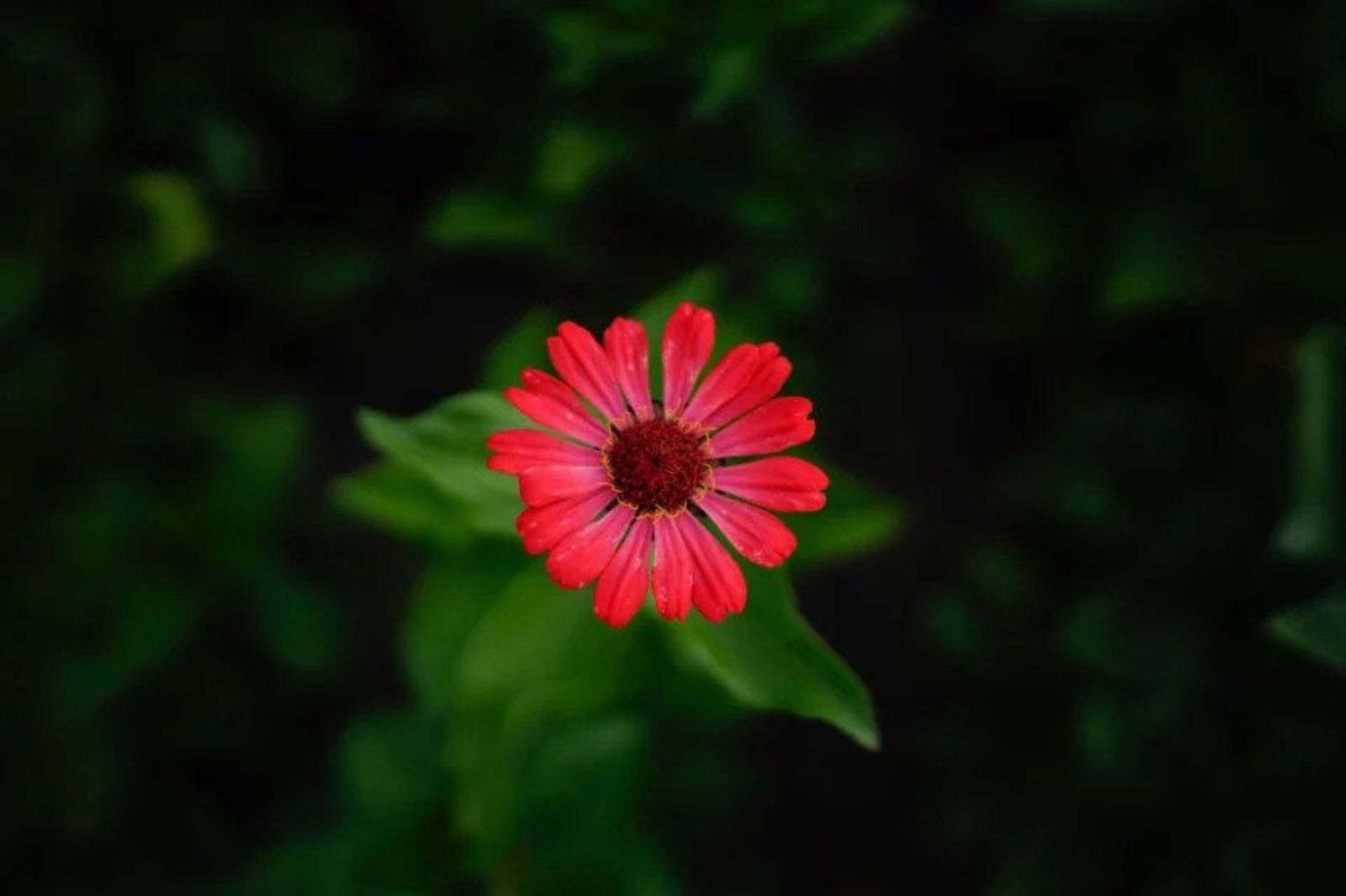 دوربین A7R IV