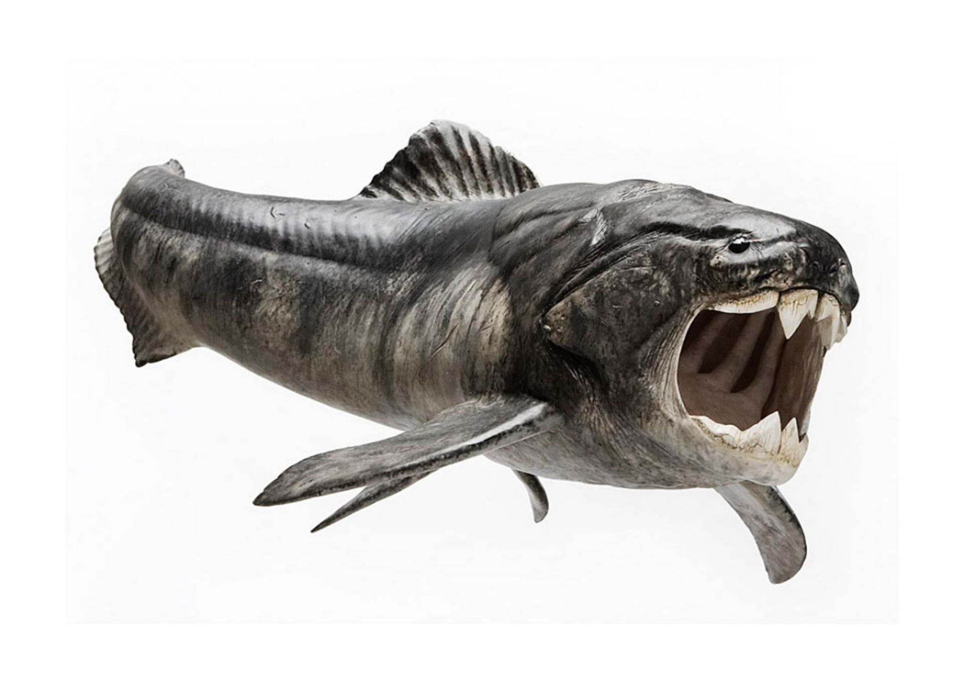 دانکل‌استخوان / Dunkleosteus