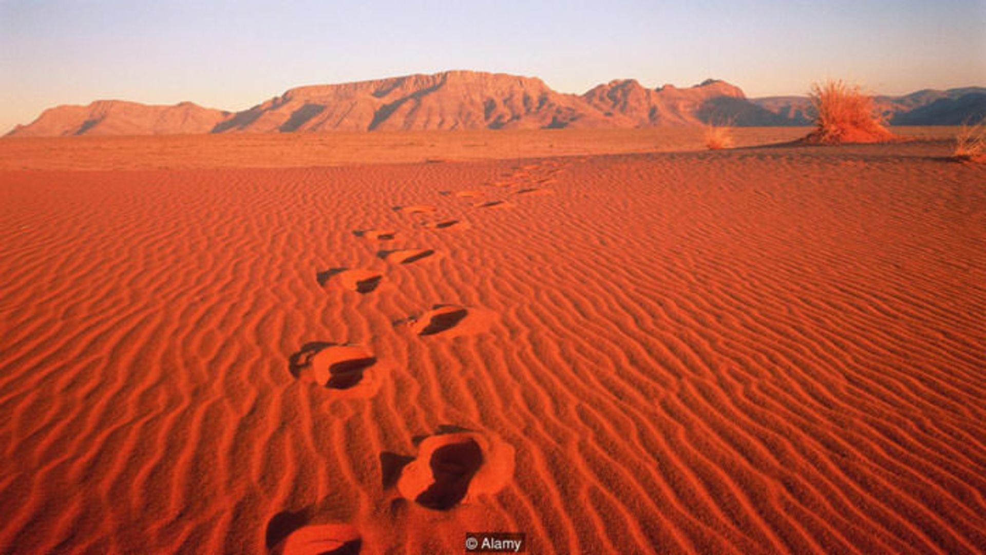 فرگشت بشر / human evolution