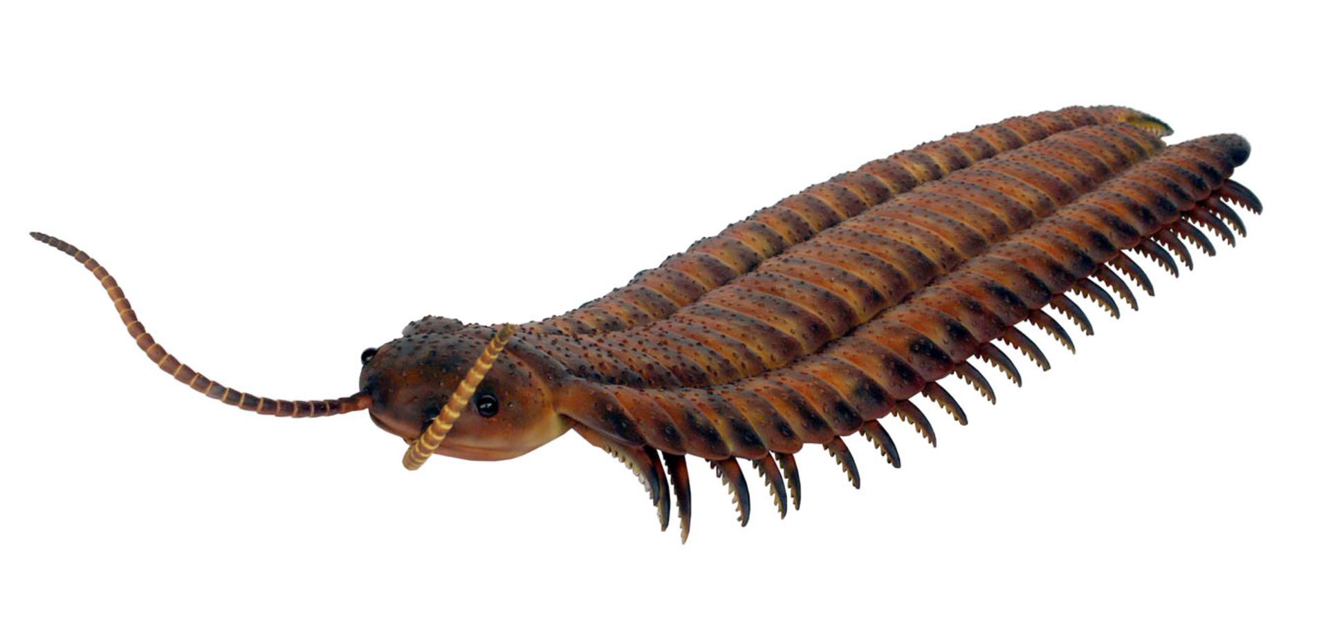 بندپهلو Arthropleura
