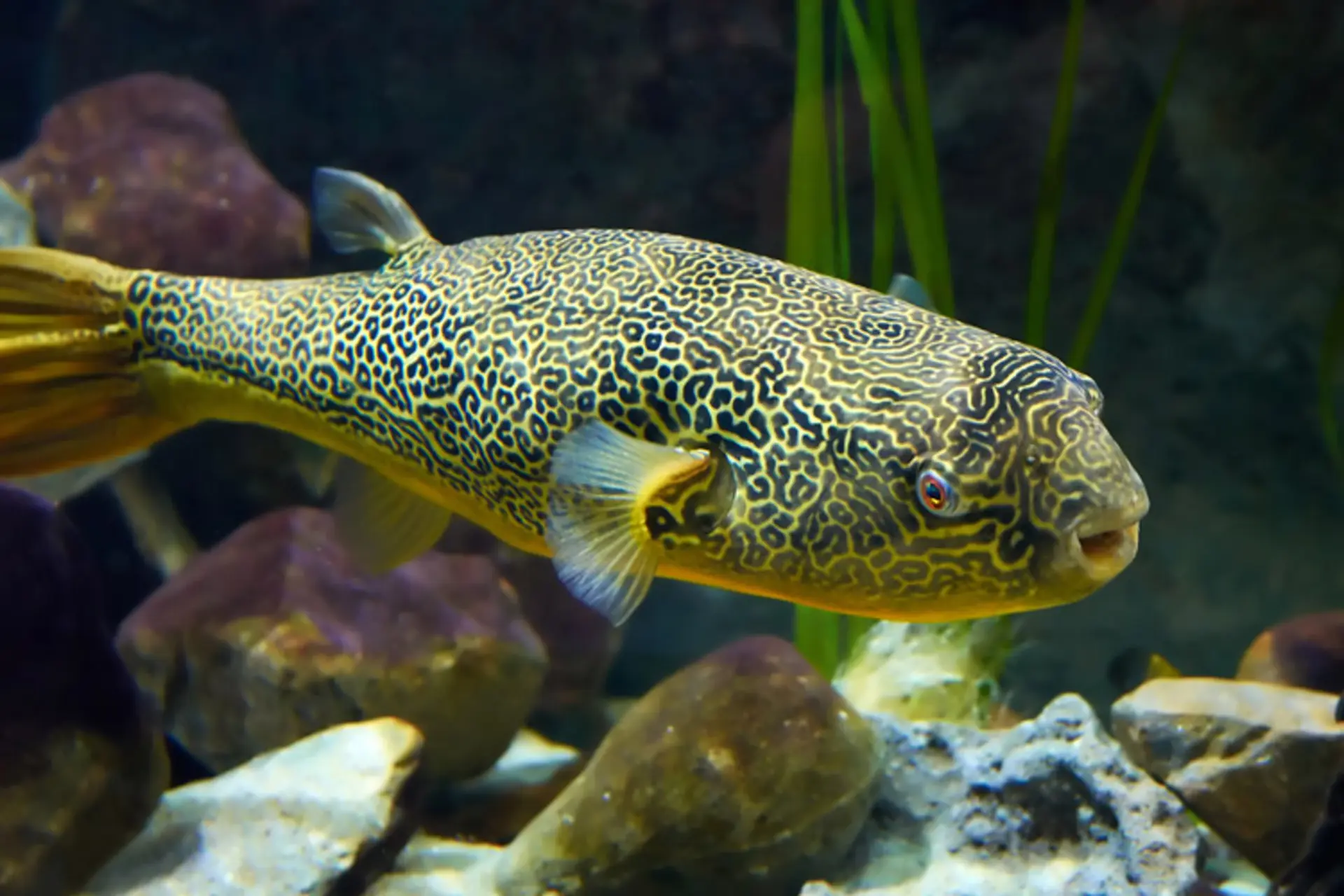 آلن تورینگ؛ مشهورترین رمزنگار دنیا راز زیبایی‌های طبیعت را آشکار کرد