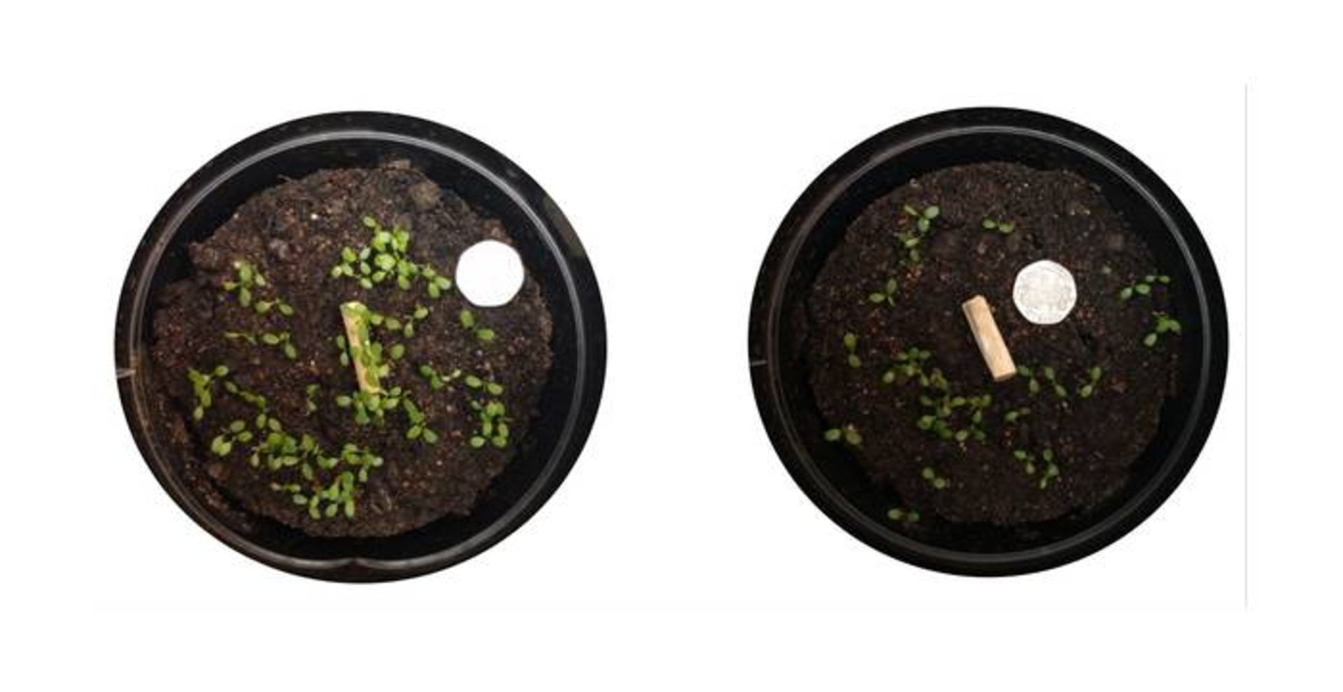 تاثیر ته سیگار روی گیاه