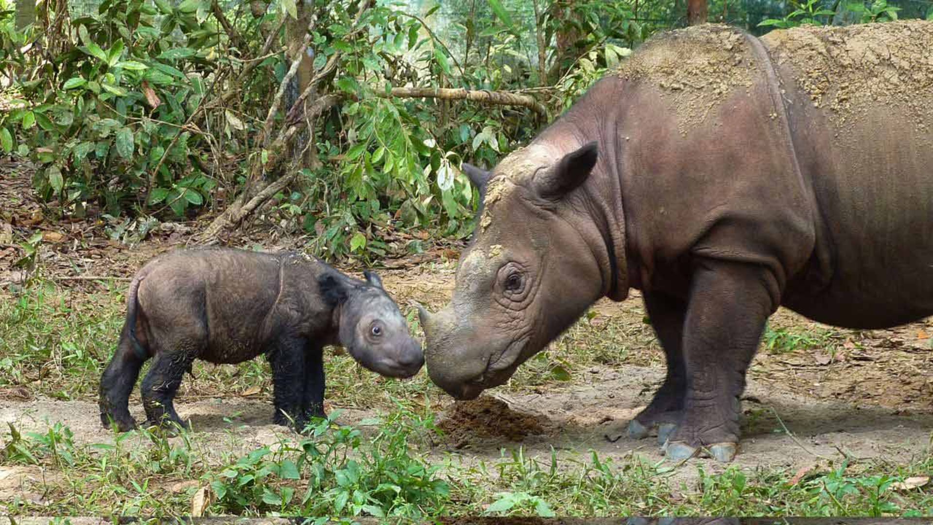 مرجع متخصصين ايران كرگدن سوماترايي / Sumatran rhinoceros