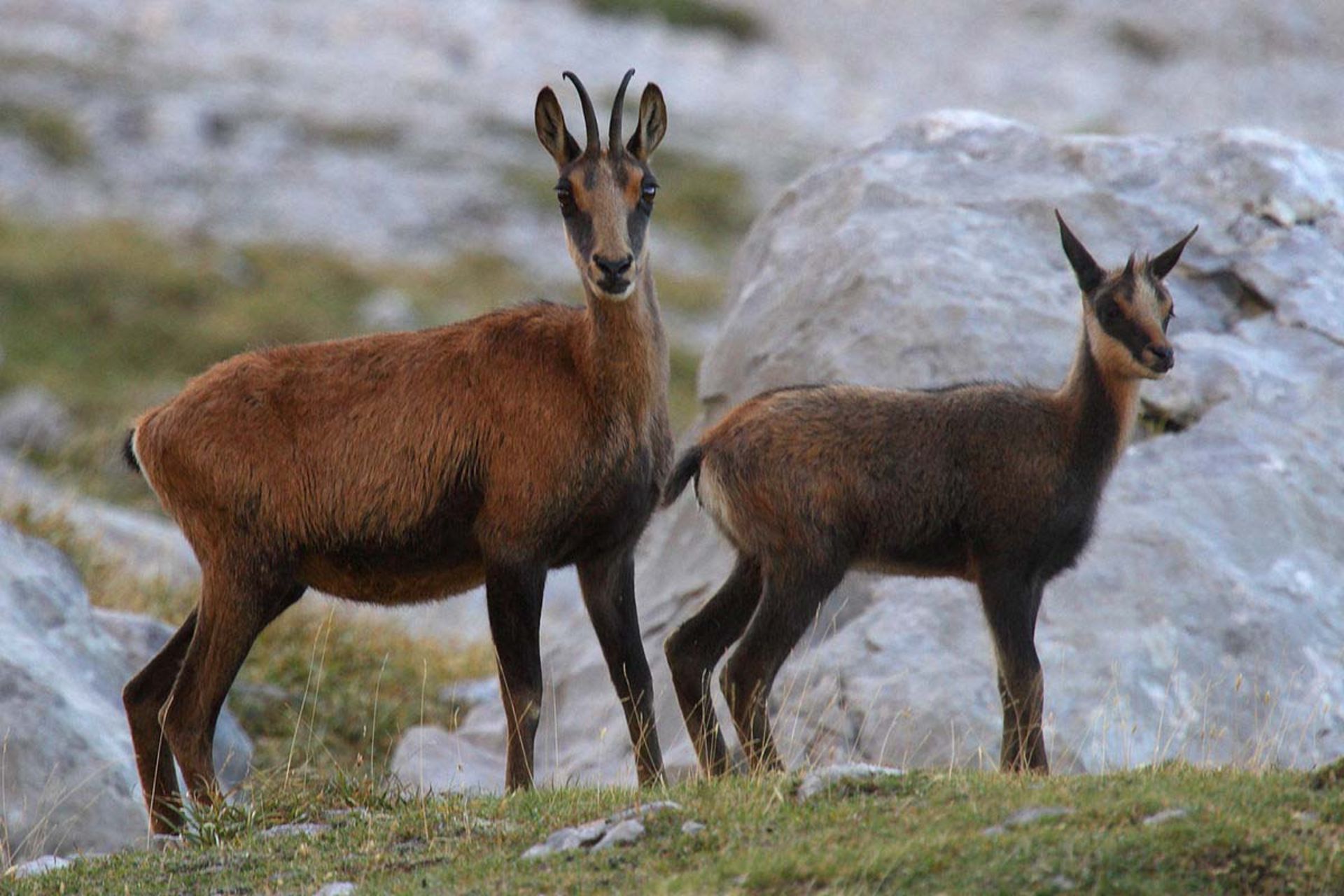 بز کوهی پیرنه / Pyrenean chamois