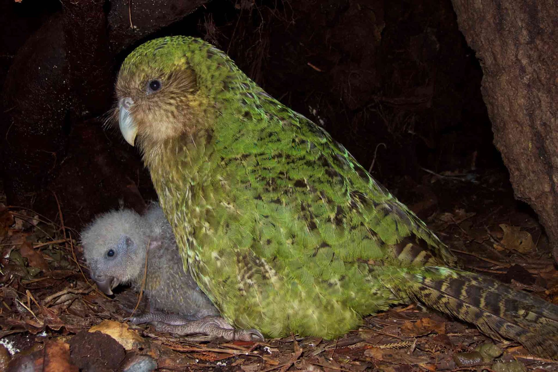 مرجع متخصصين ايران كاكاپو / Kakapo