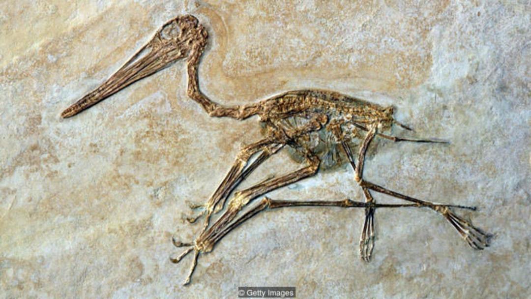 فرگشت بشر / human evolution