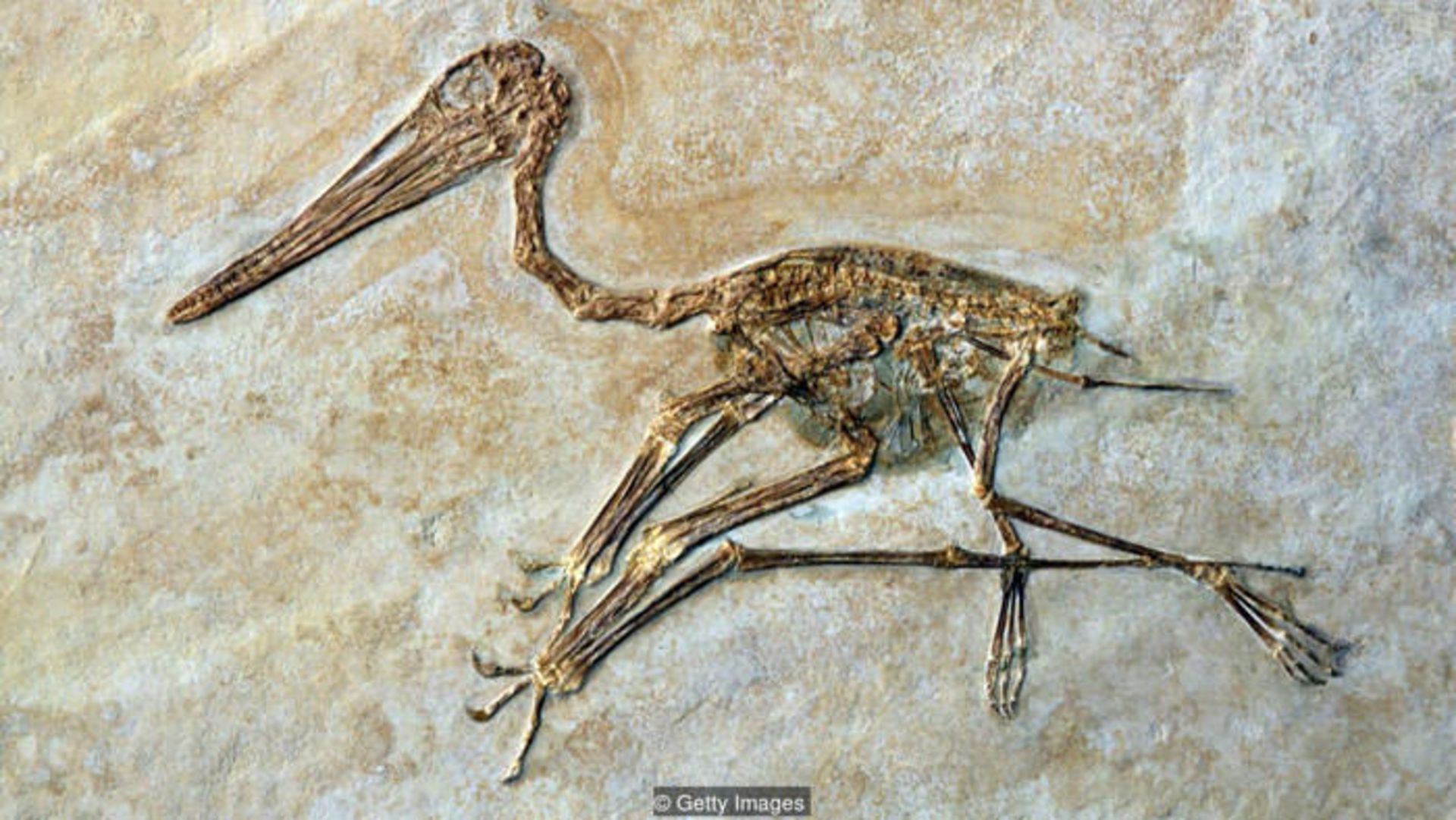 فرگشت بشر / human evolution