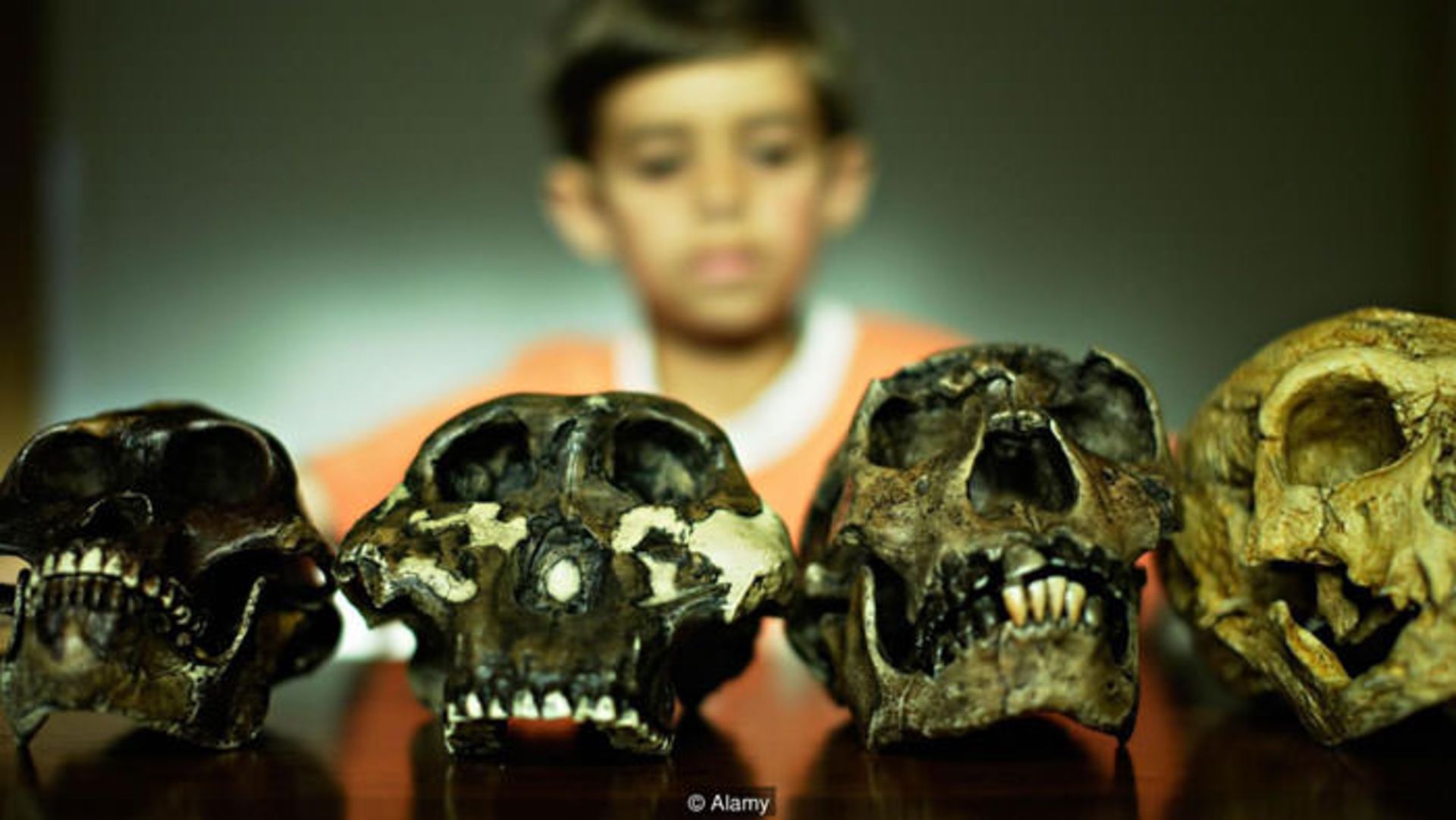 فرگشت بشر / human evolution