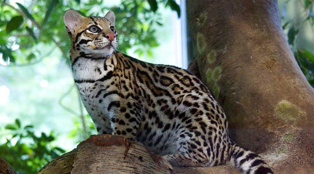پلنگچه / Ocelot