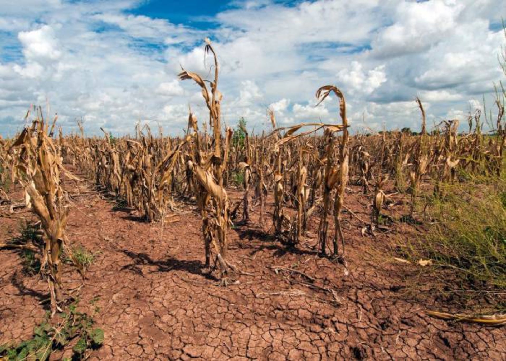 مزرعه ذرت خشک شده