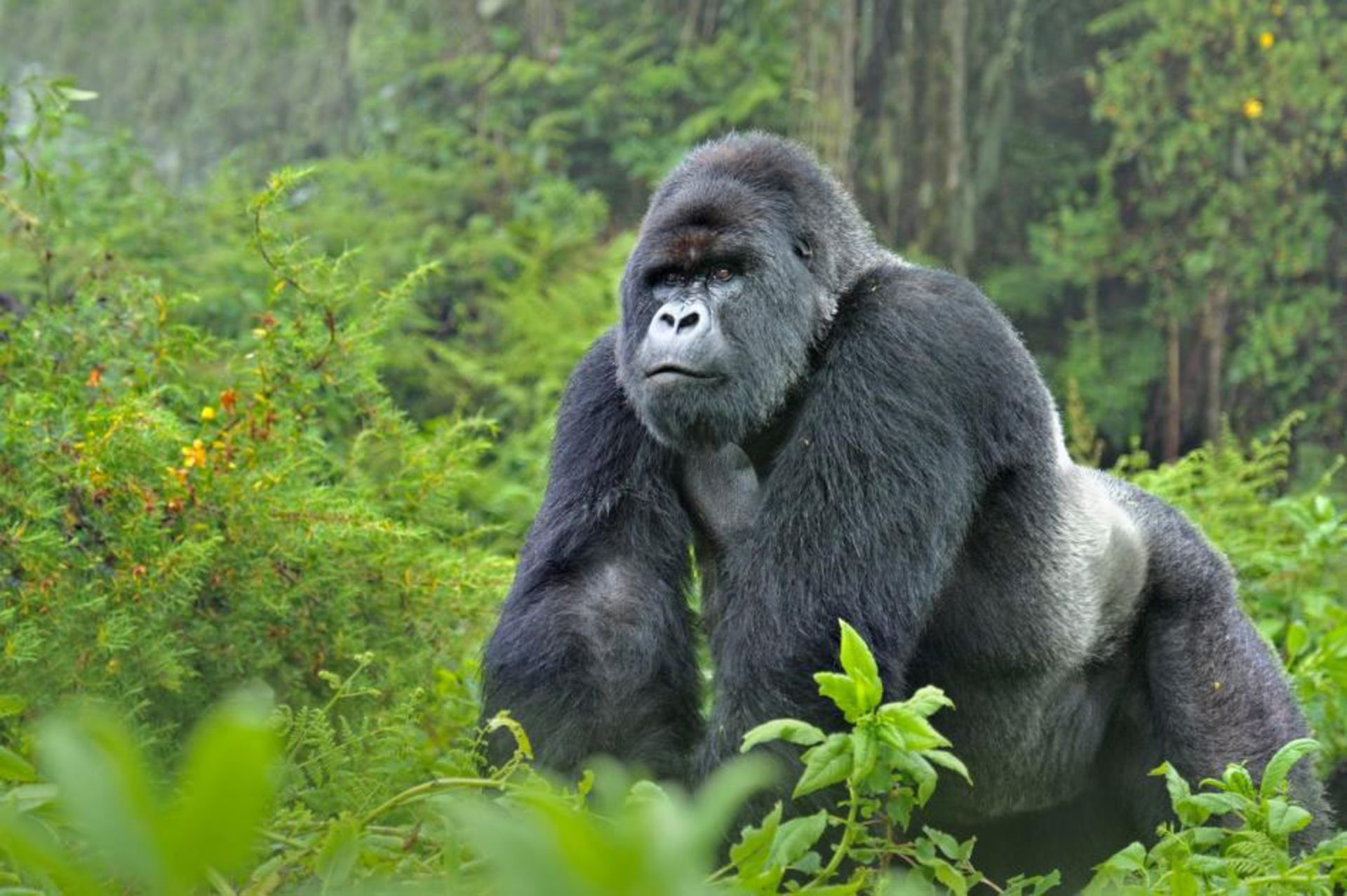 مرجع متخصصين ايران گوريل‌هاي كوهي / Mountain Gorilla