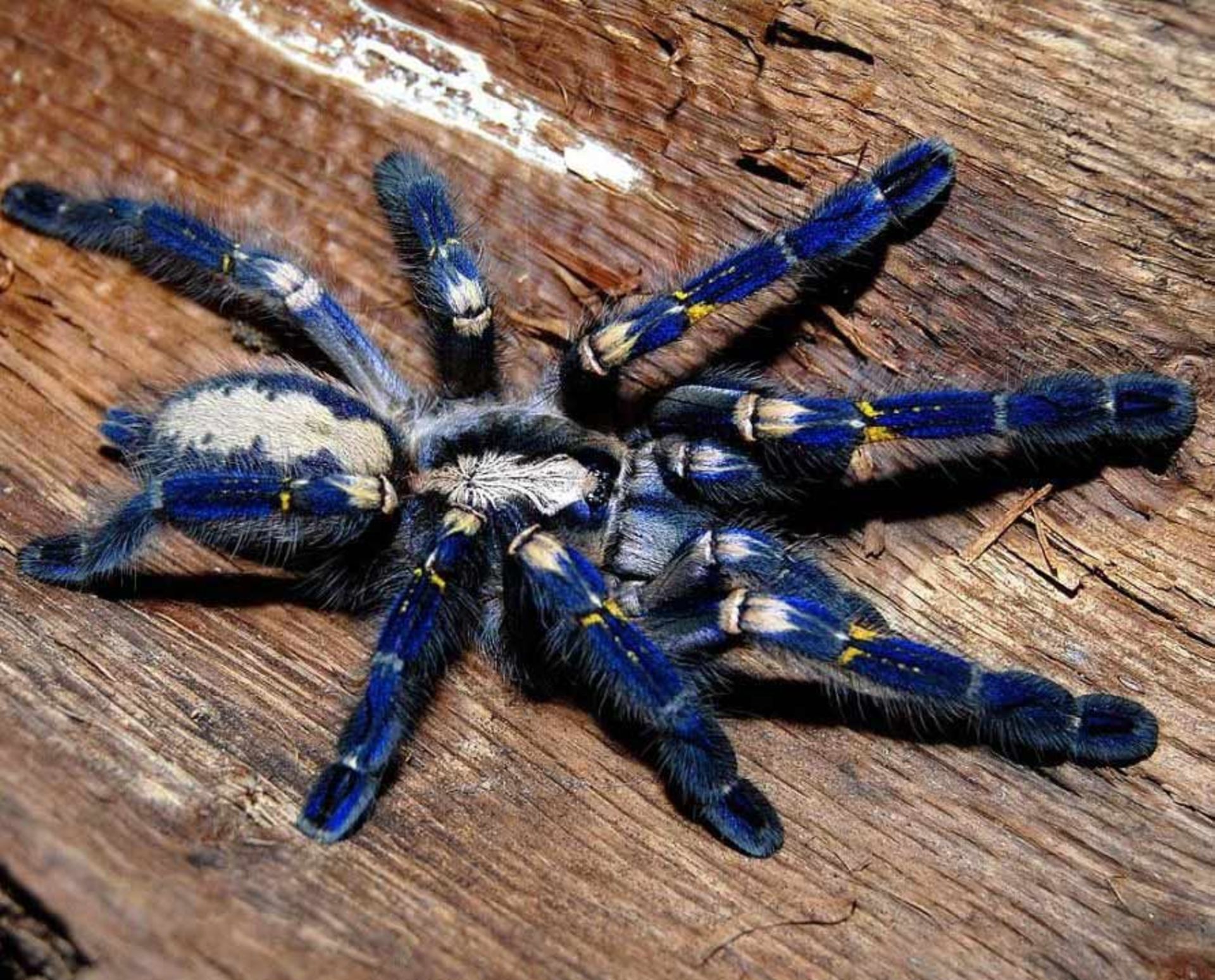 عنکبوت هندی