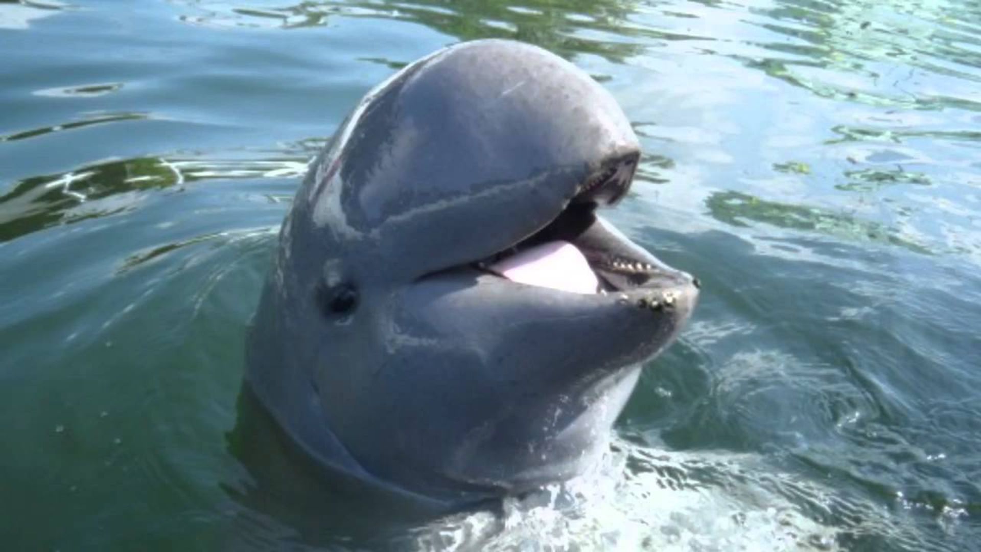 مرجع متخصصين ايران  دلفين نهنگي پوزه‌كوتاه