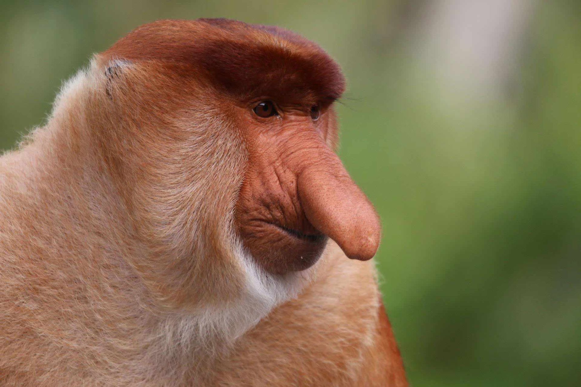 مرجع متخصصين ايران ميمون دماغ دراز / Proboscis Monkey