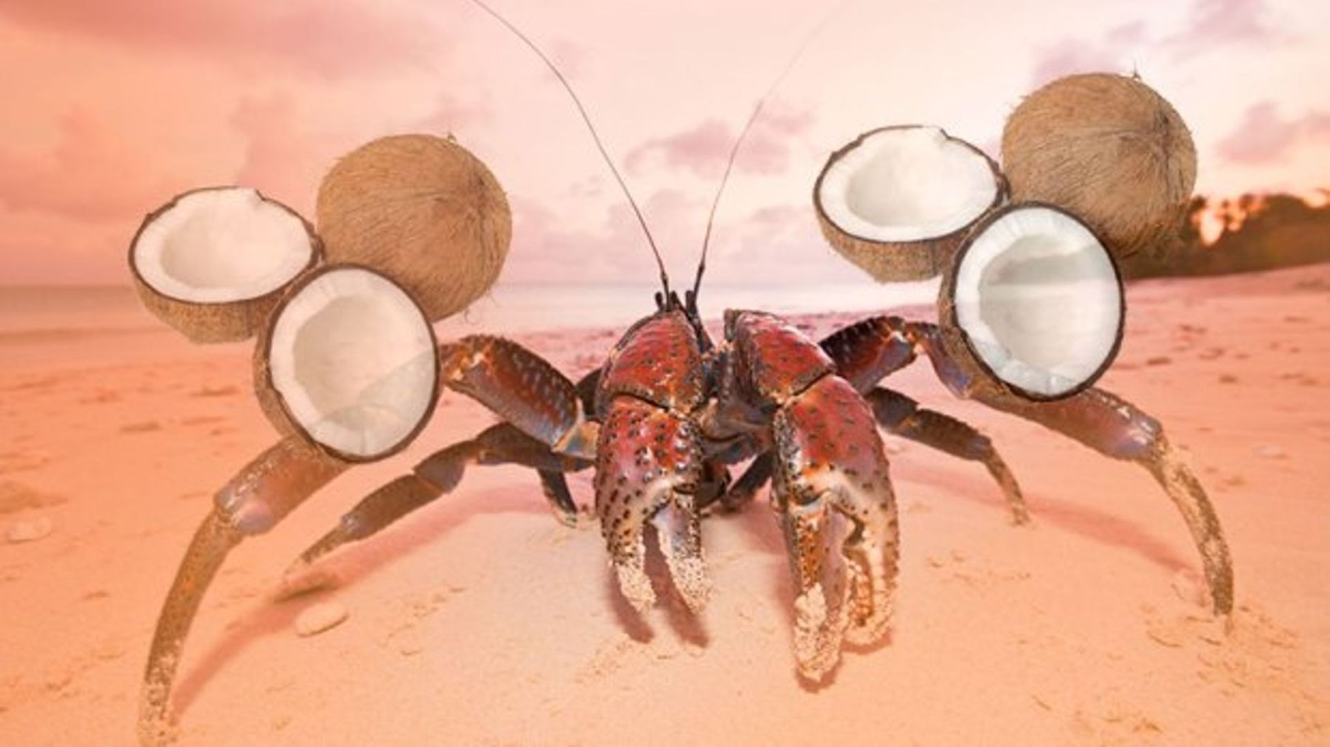 مرجع متخصصين ايران خرچنگ نارگيل / Coconut crabs