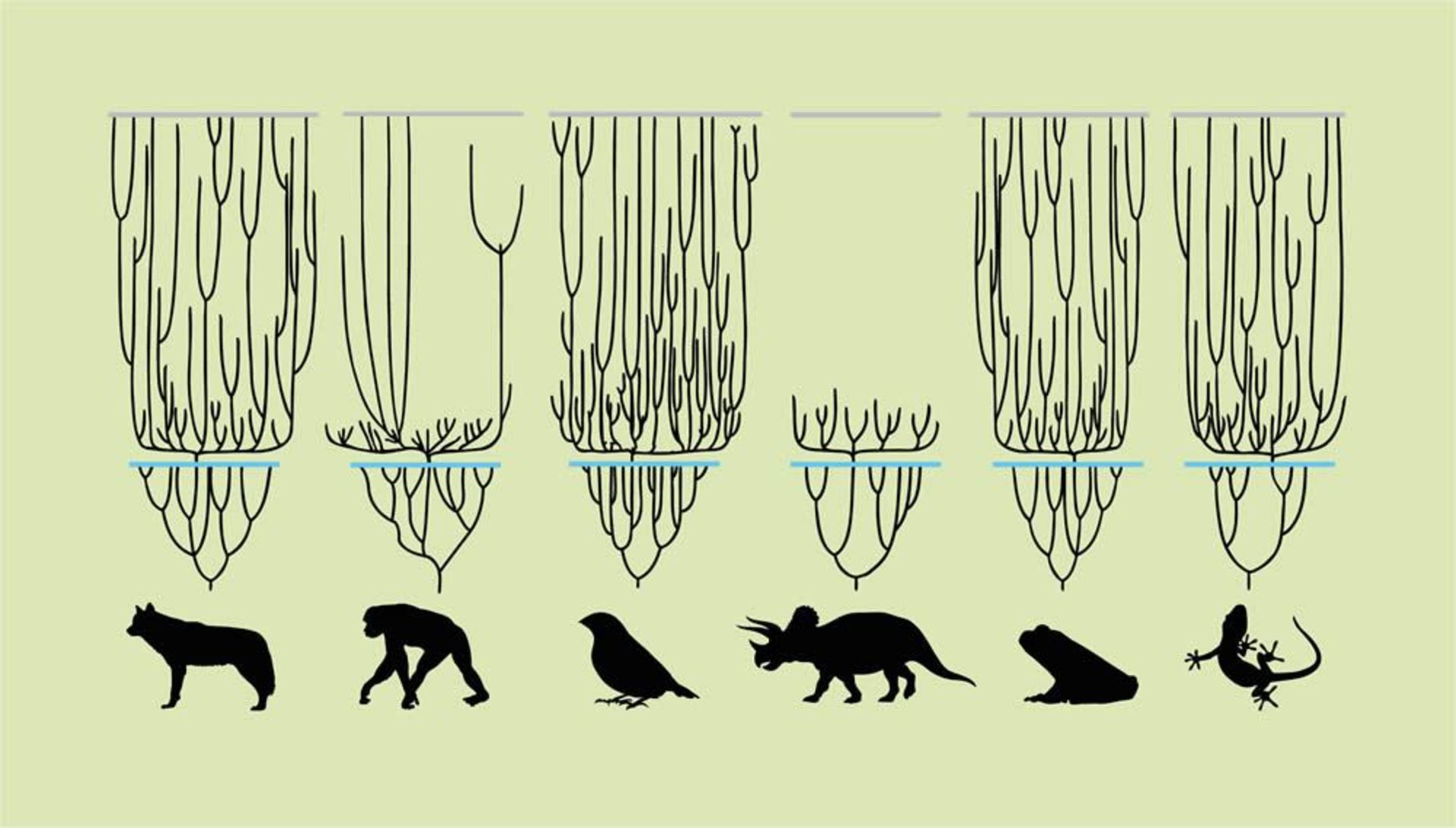 تکامل / evolution