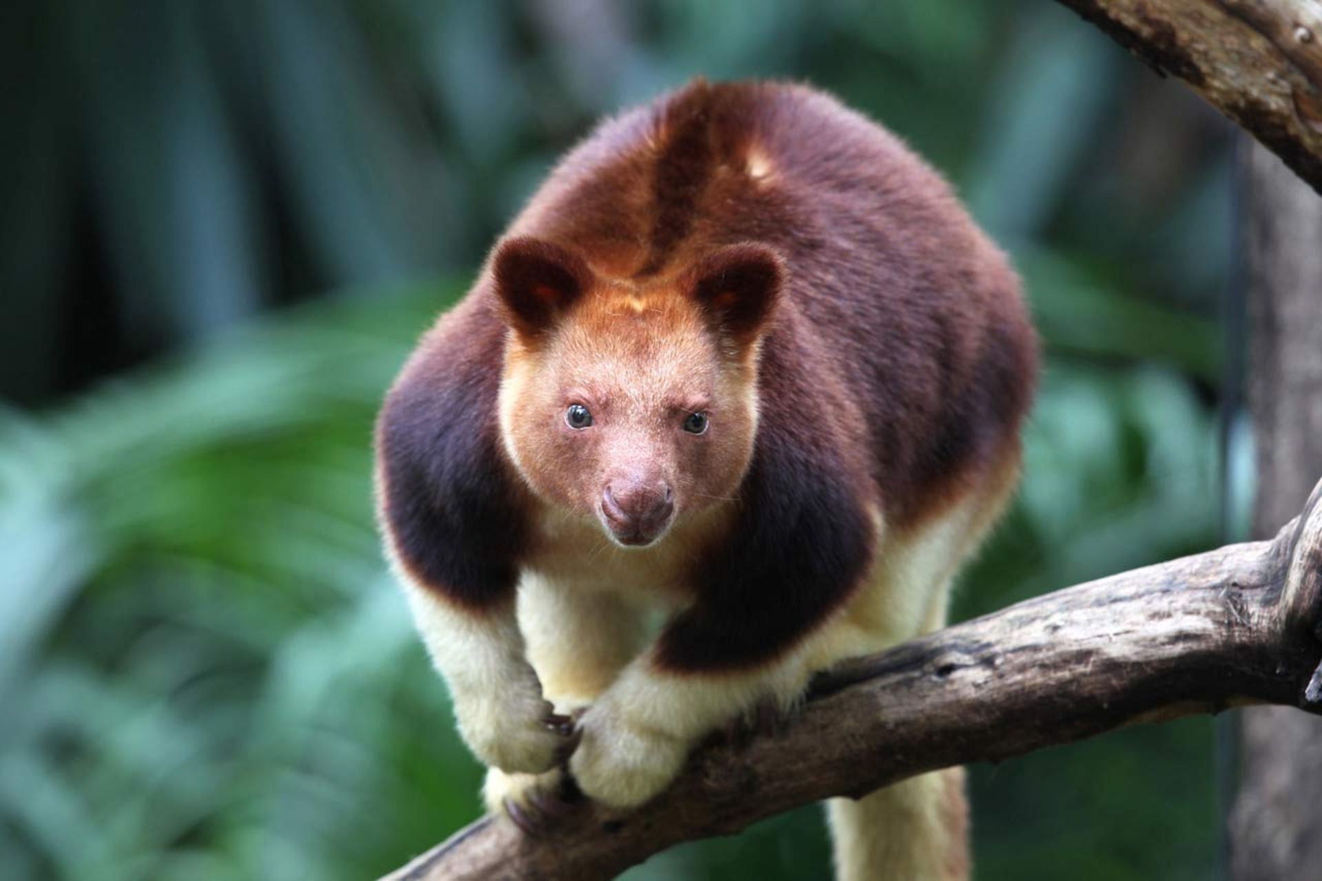 کانگورو درختی / Tree Kangaroo