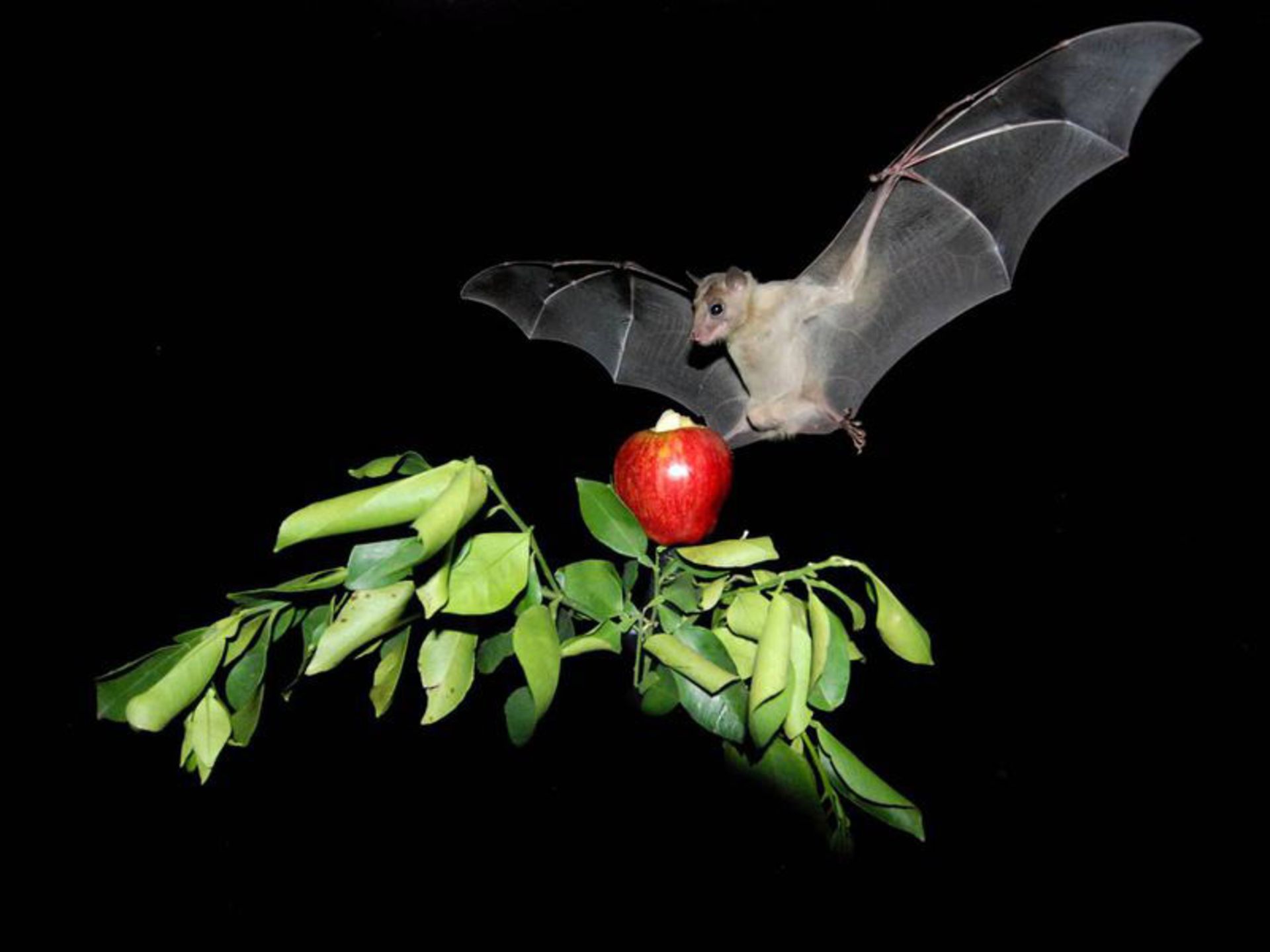 خفاش میوه‌خوار بلومر