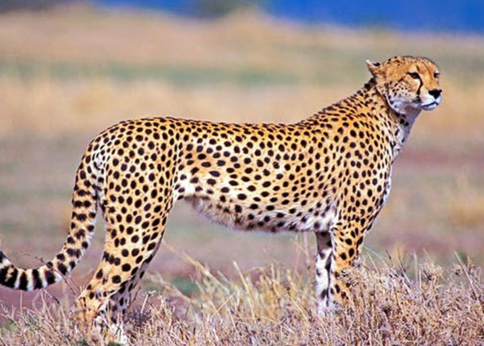 خالهای یوزپلنگ