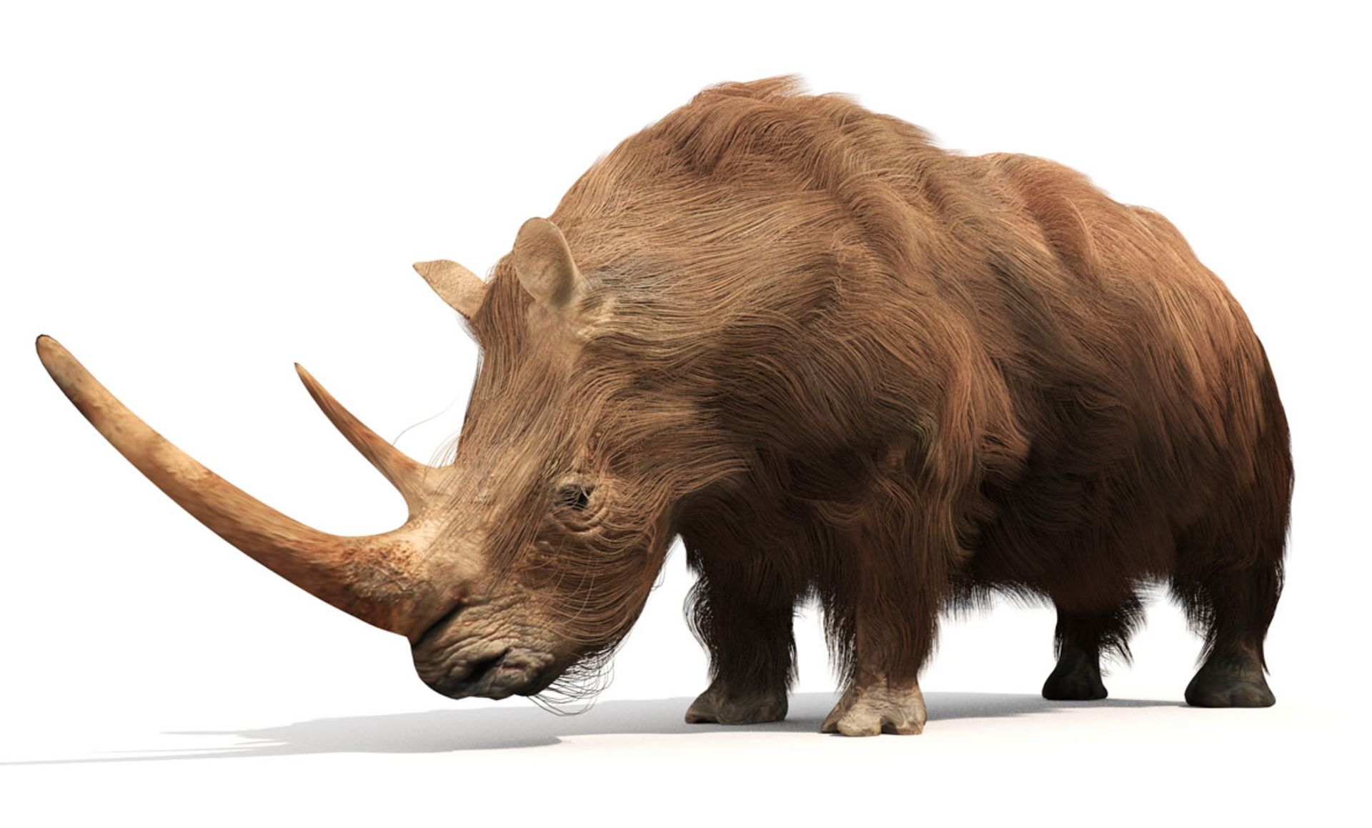 کرگدن پشمالوی / Woolly rhinoceros