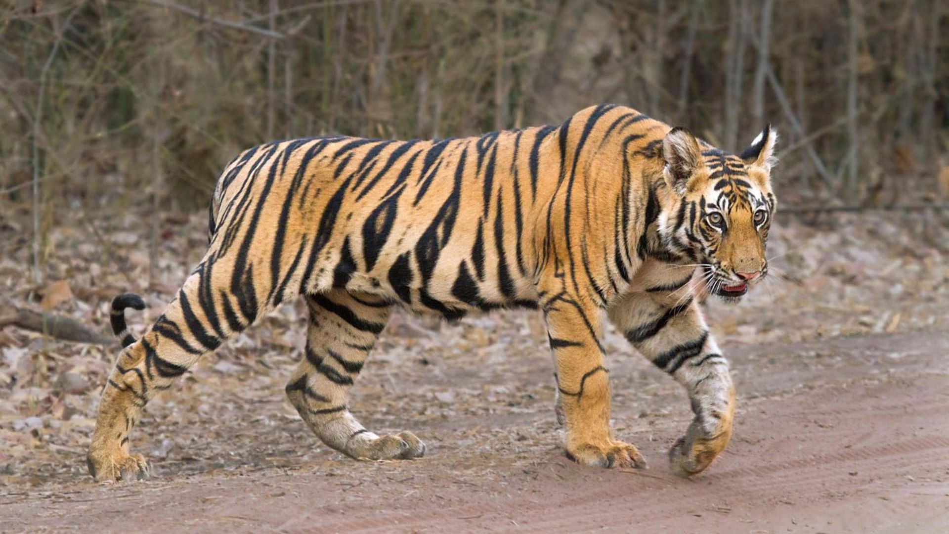 ببرها / Tigers