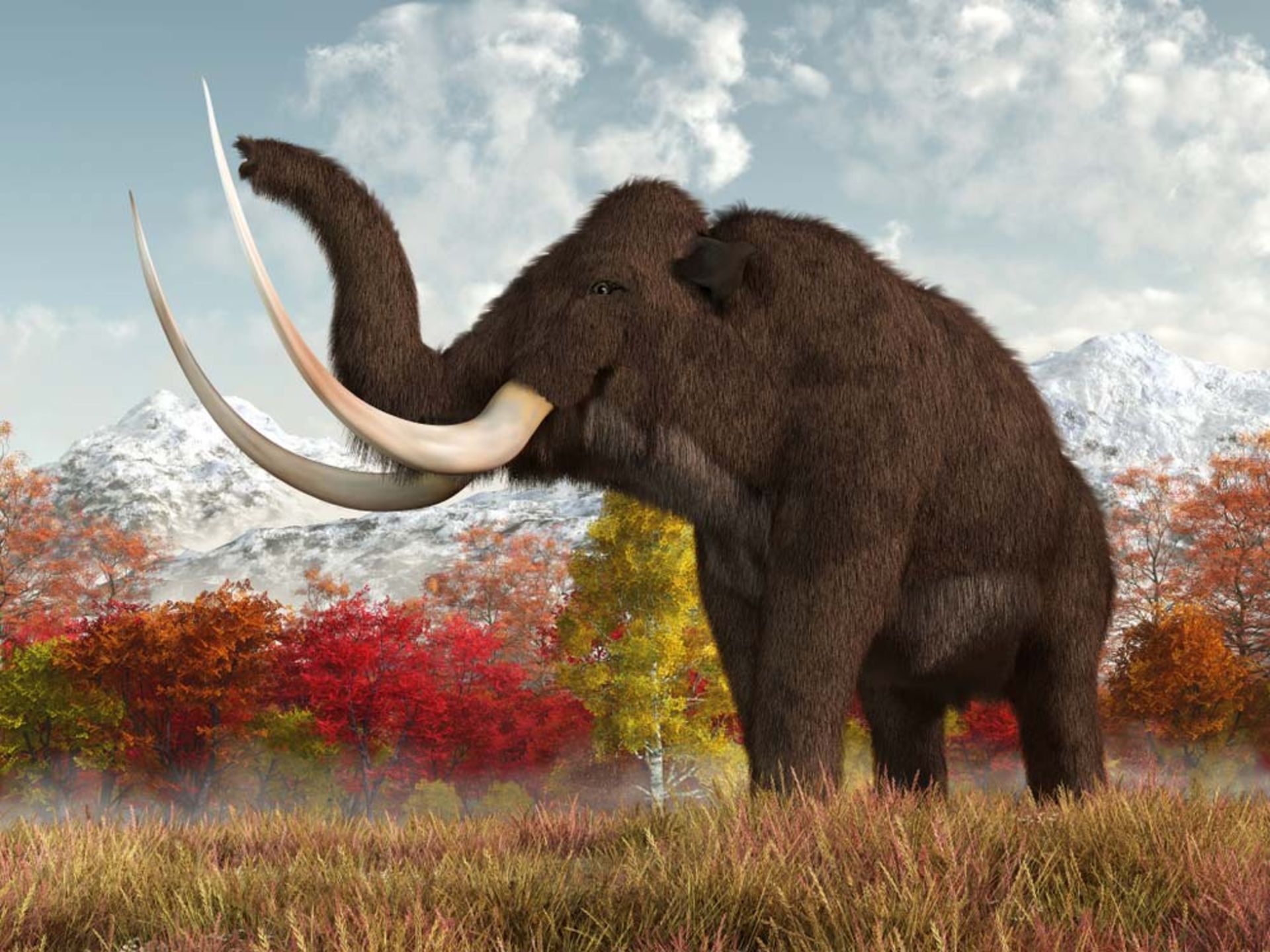 ماموت‌ پشمالو / Woolly mammoth