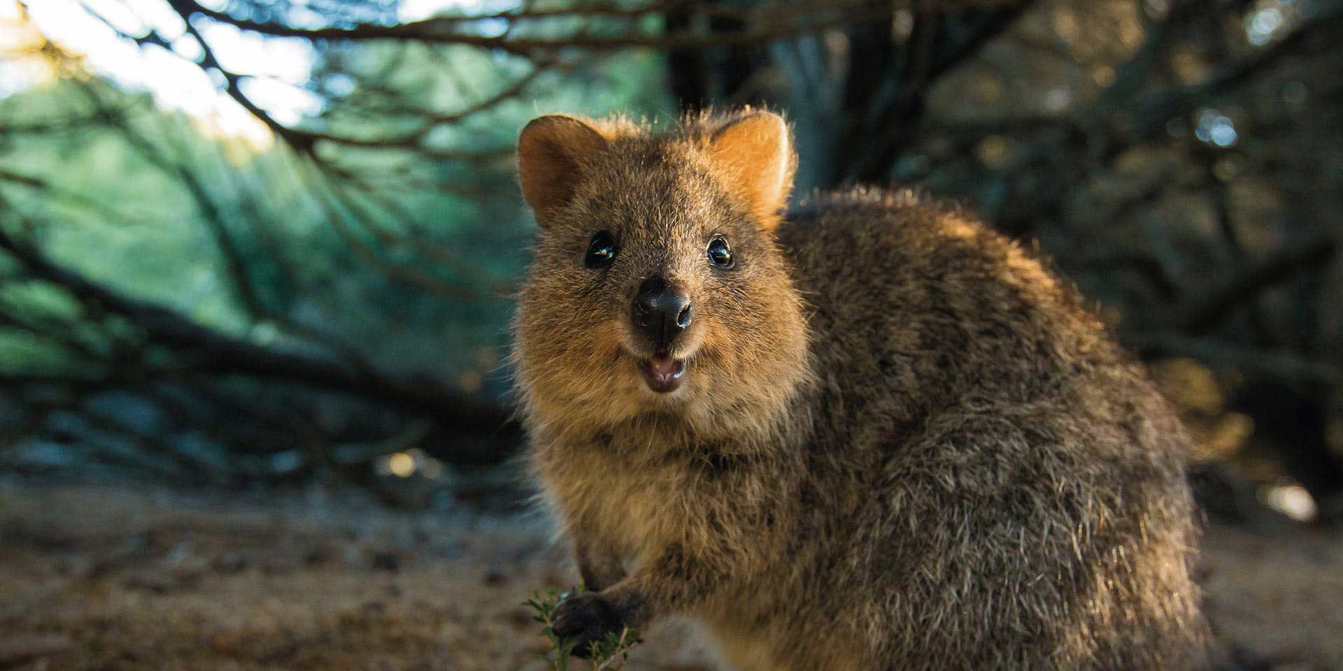 کوئوکا / Quokka