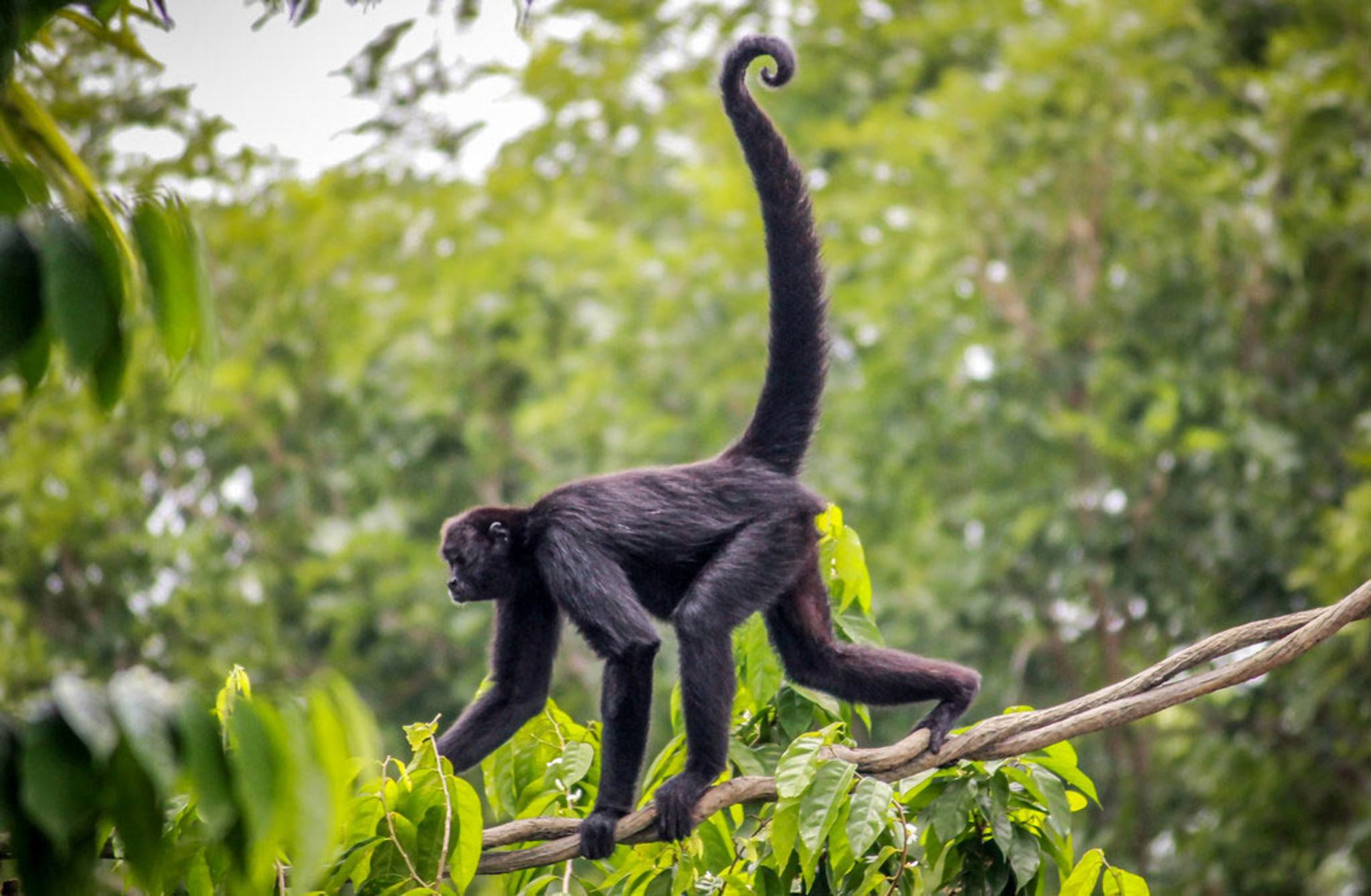 میمون عنکبوتی / Spider Monkey