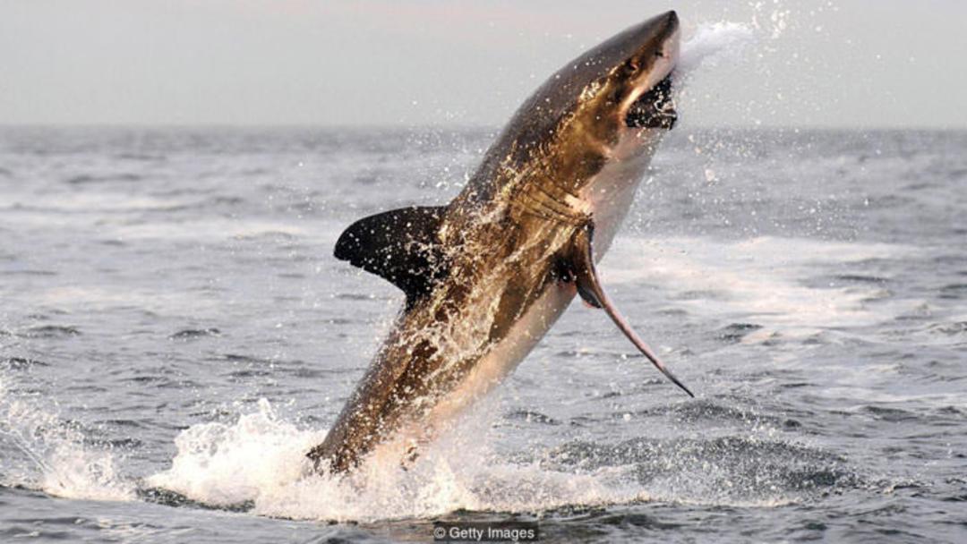 کوسه / shark