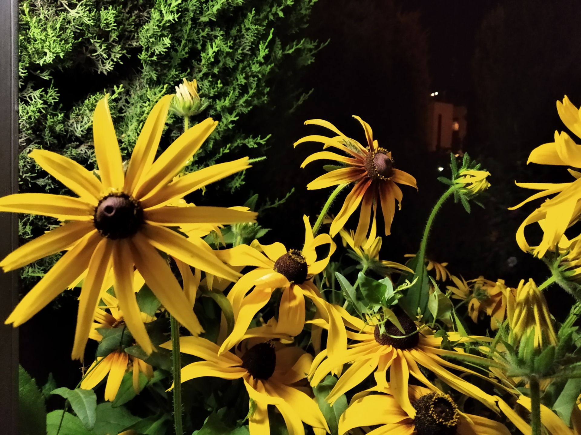 نمونه عکس شب ردمی ۷ ای شیائومی - حالت Photo