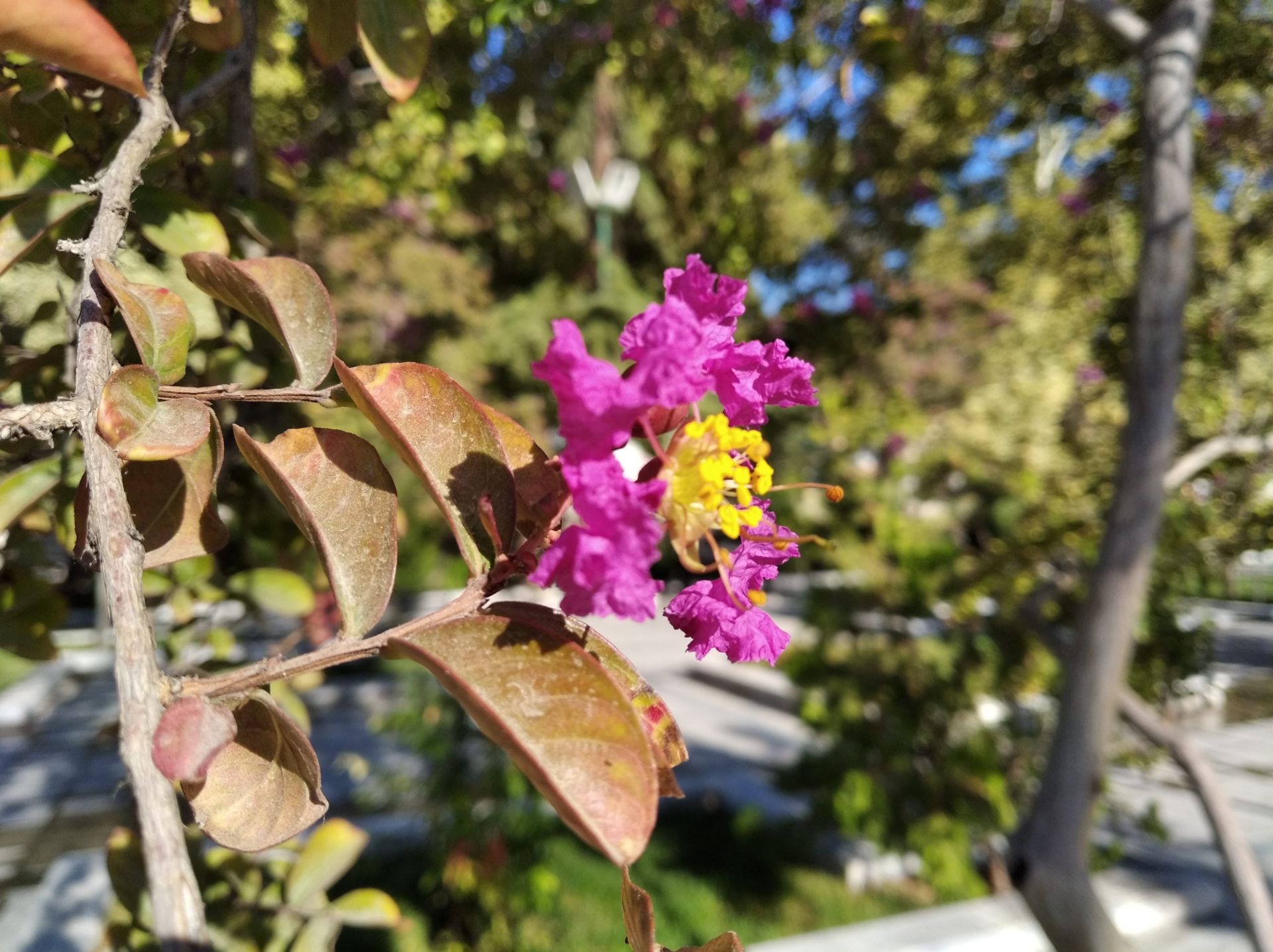 نمونه عکس روز ردمی ۷ ای شیائومی - حالت Photo