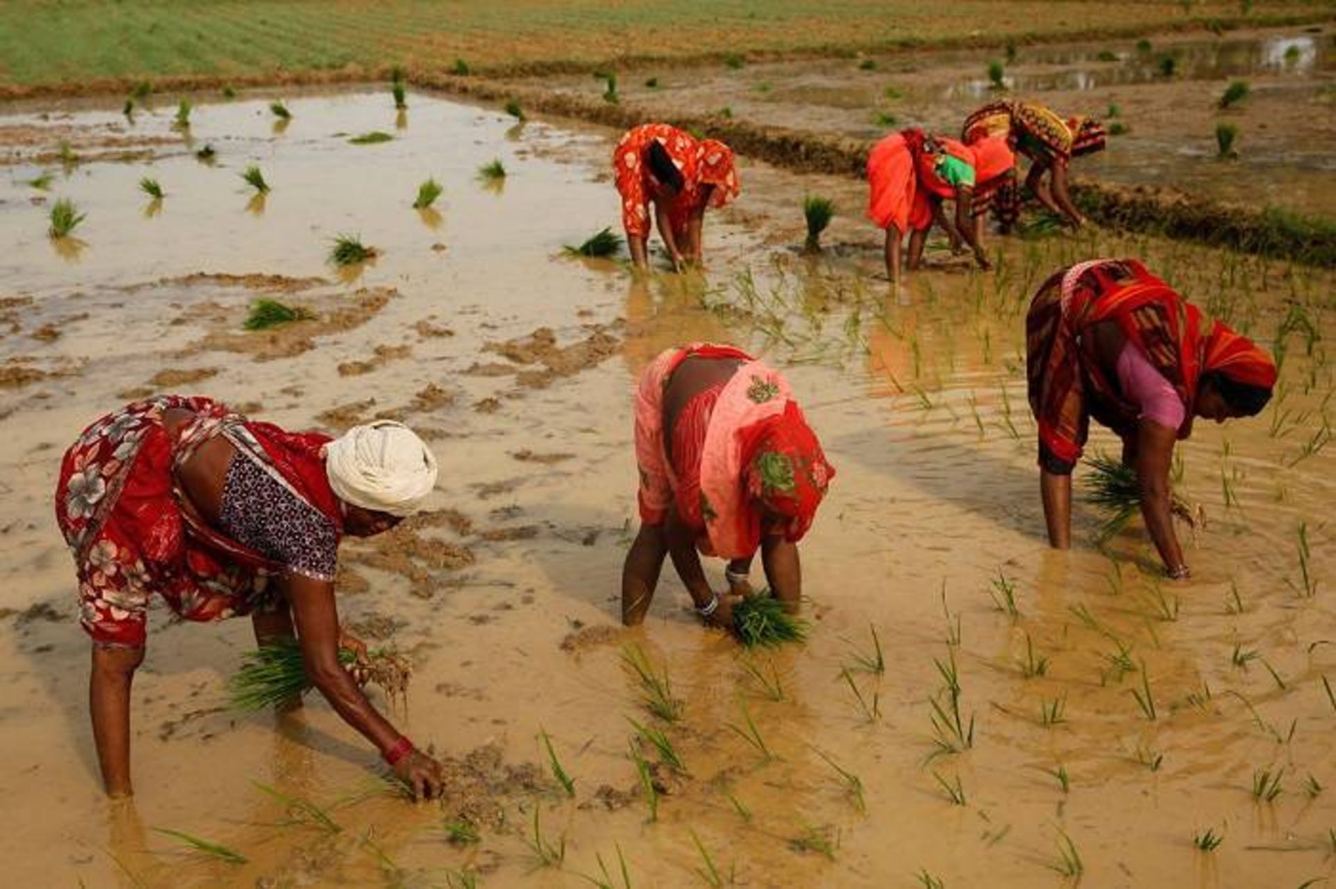 کشت برنج در هند