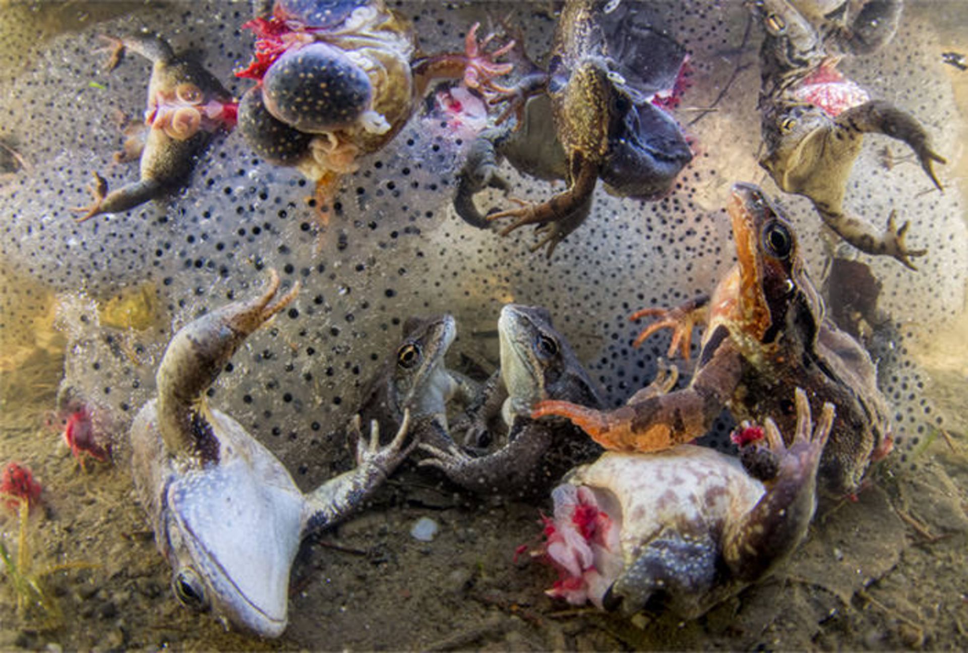 مسابقه عکس خبری جهان