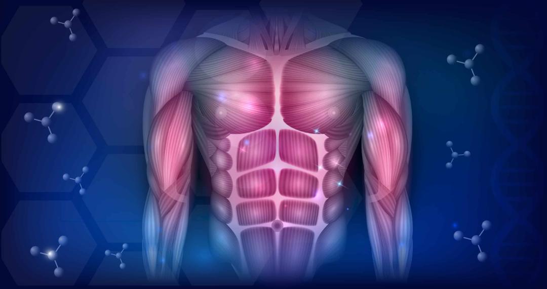 میوستاتین