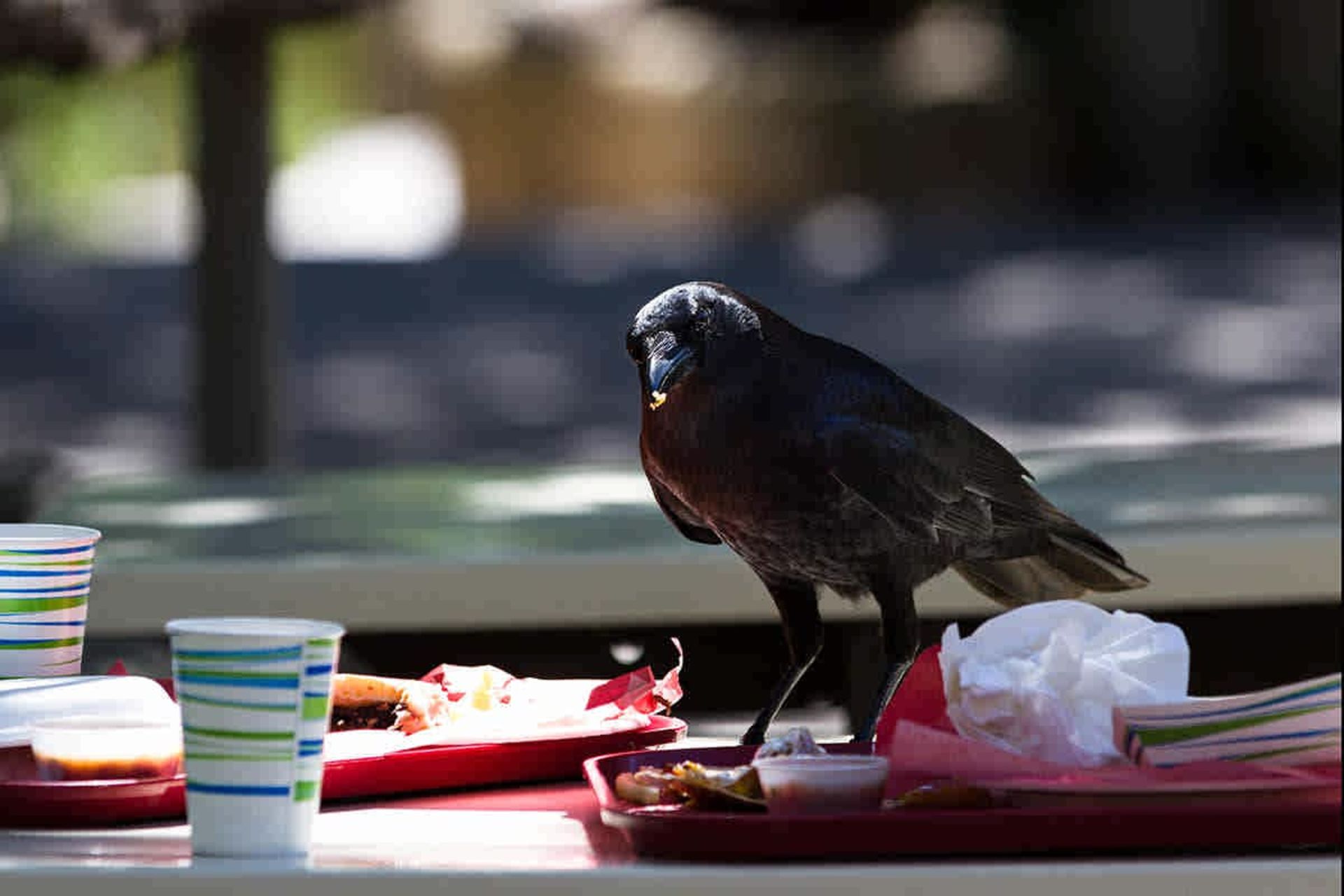 چیزبرگر کلسترول خون کلاغ‌ها را هم بالا برده است!