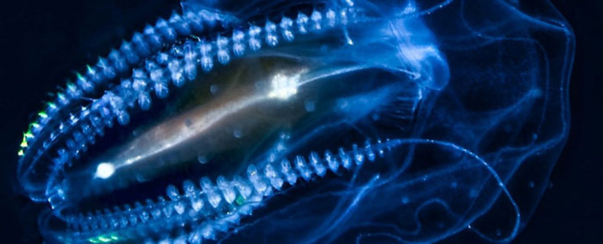 حیات فراخورشیدی / exoplanet life