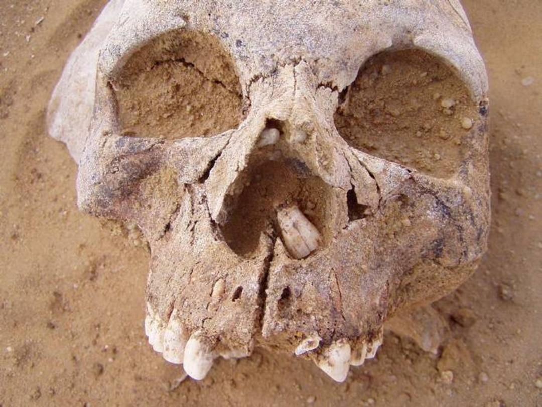 جمجمه عصر نوسنگی