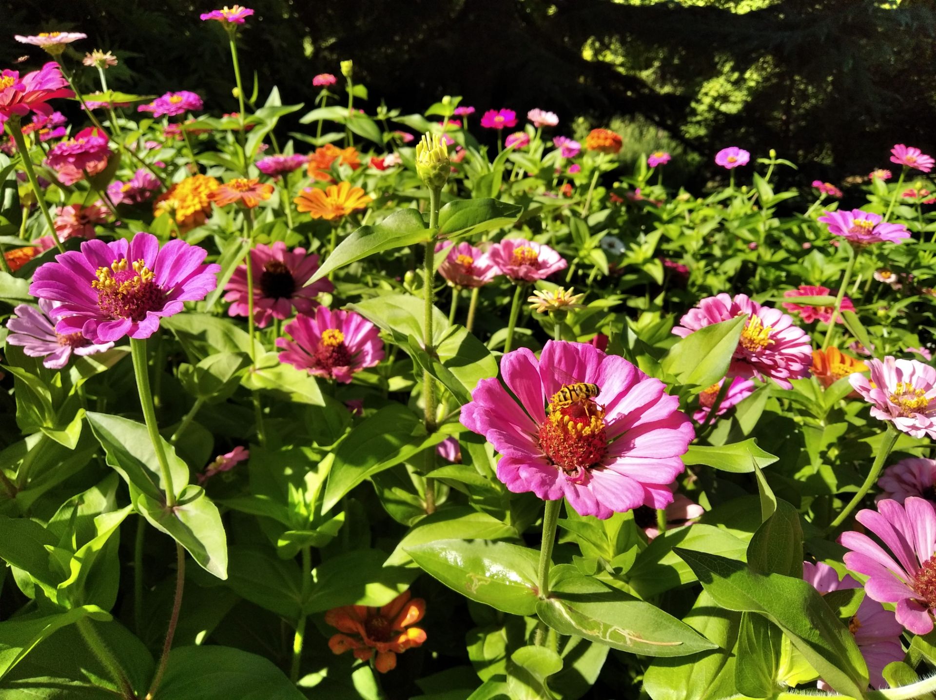 نمونه عکس روز ردمی ۷ ای شیائومی - حالت Photo