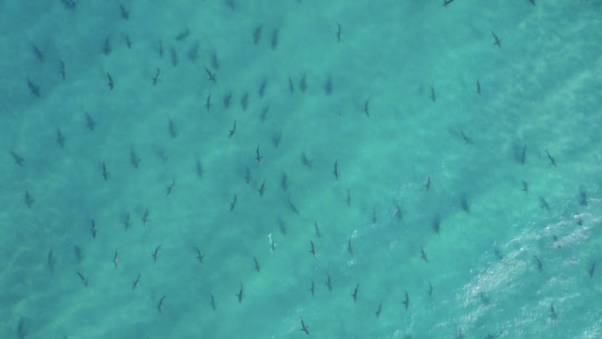 تغییر الگوی مهاجرت کوسه‌های باله سیاه به دلیل تغییرات اقلیمی