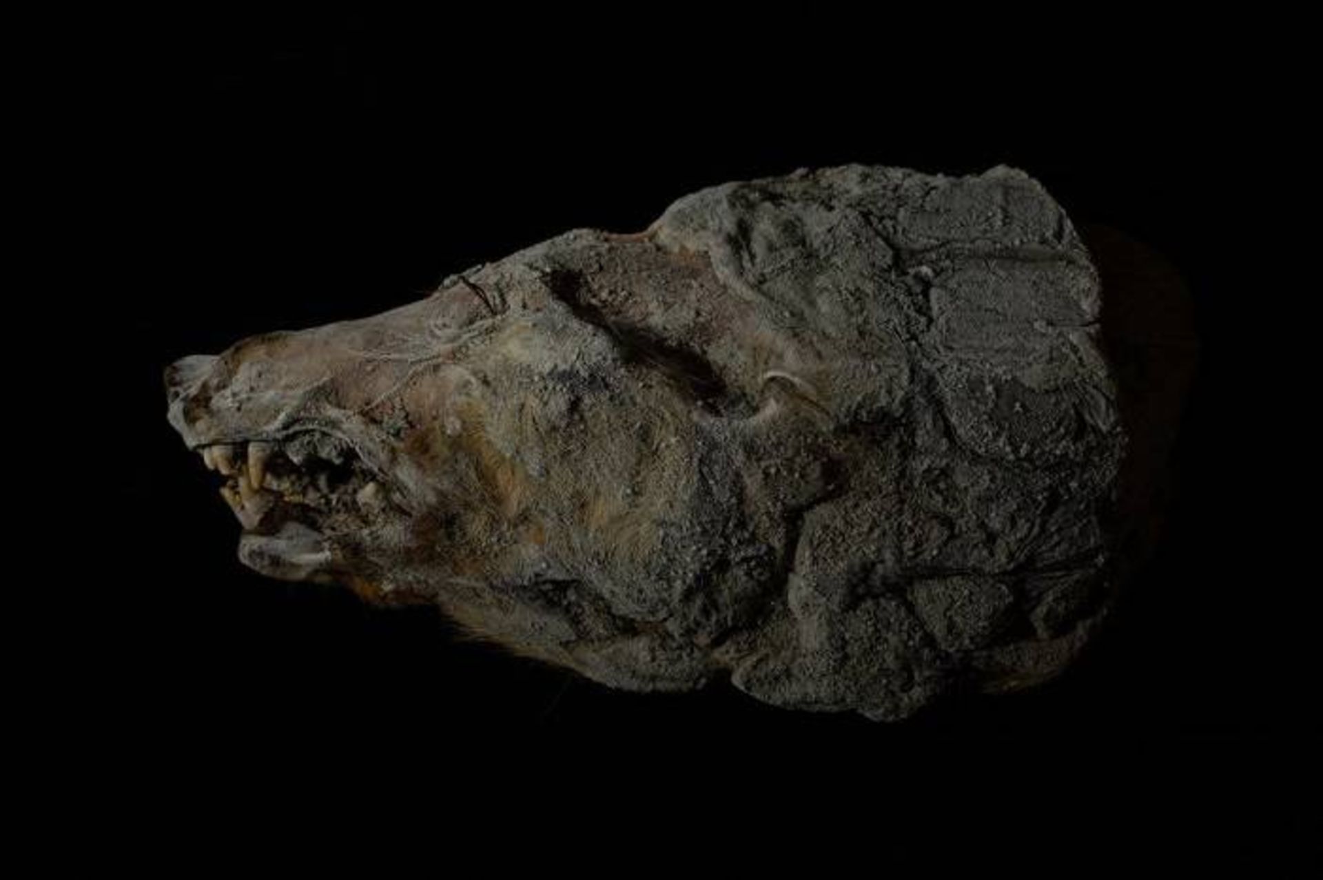 سر گرگ باستانی