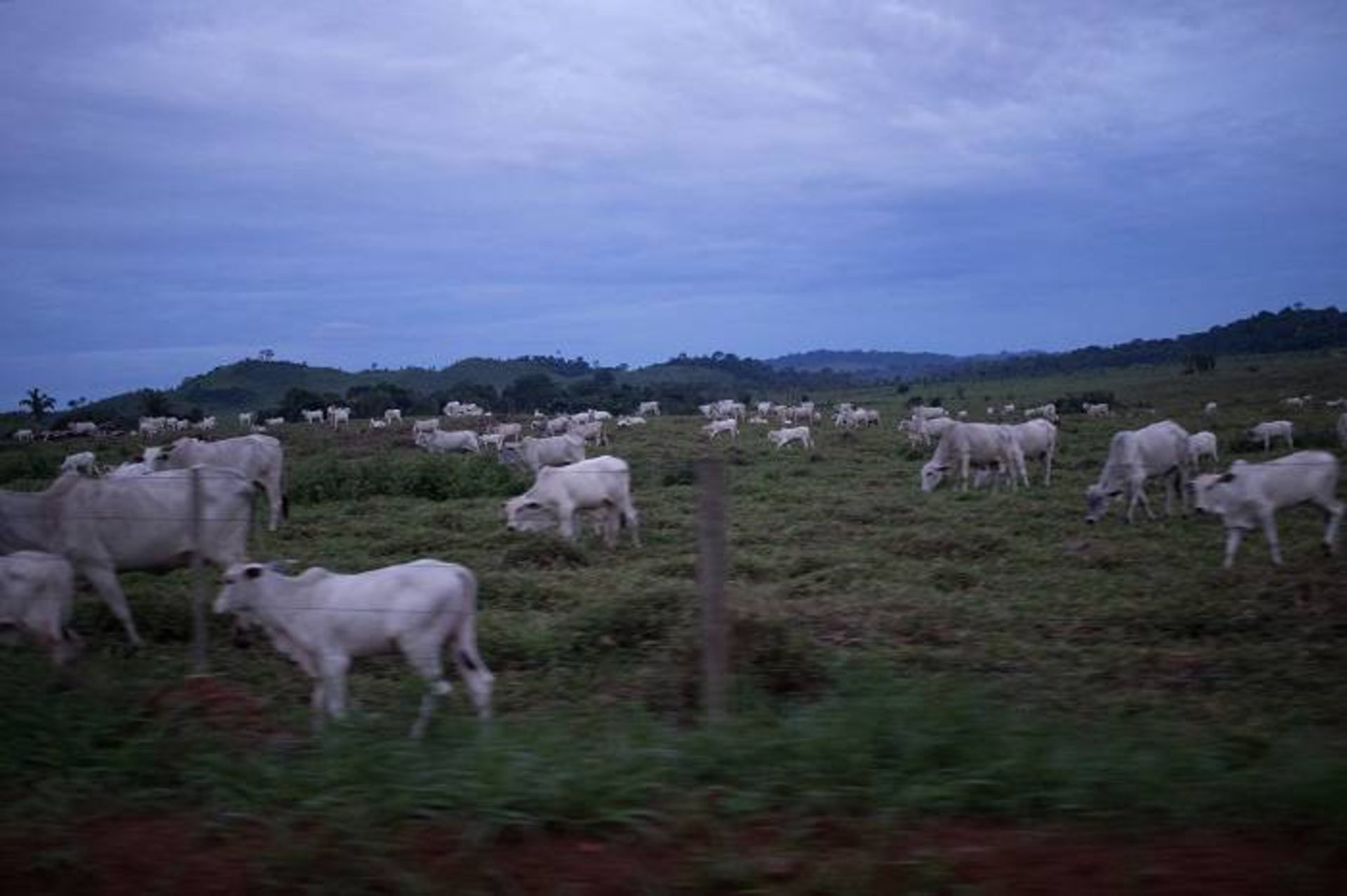 چرای گاوها در برزیل