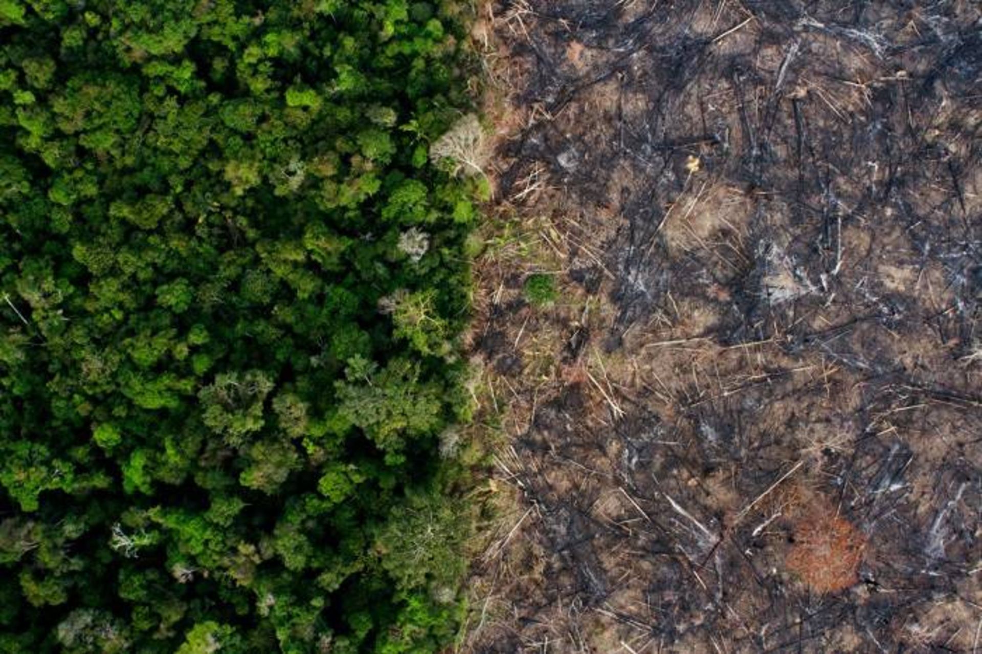 جنگل زدایی در برزیل