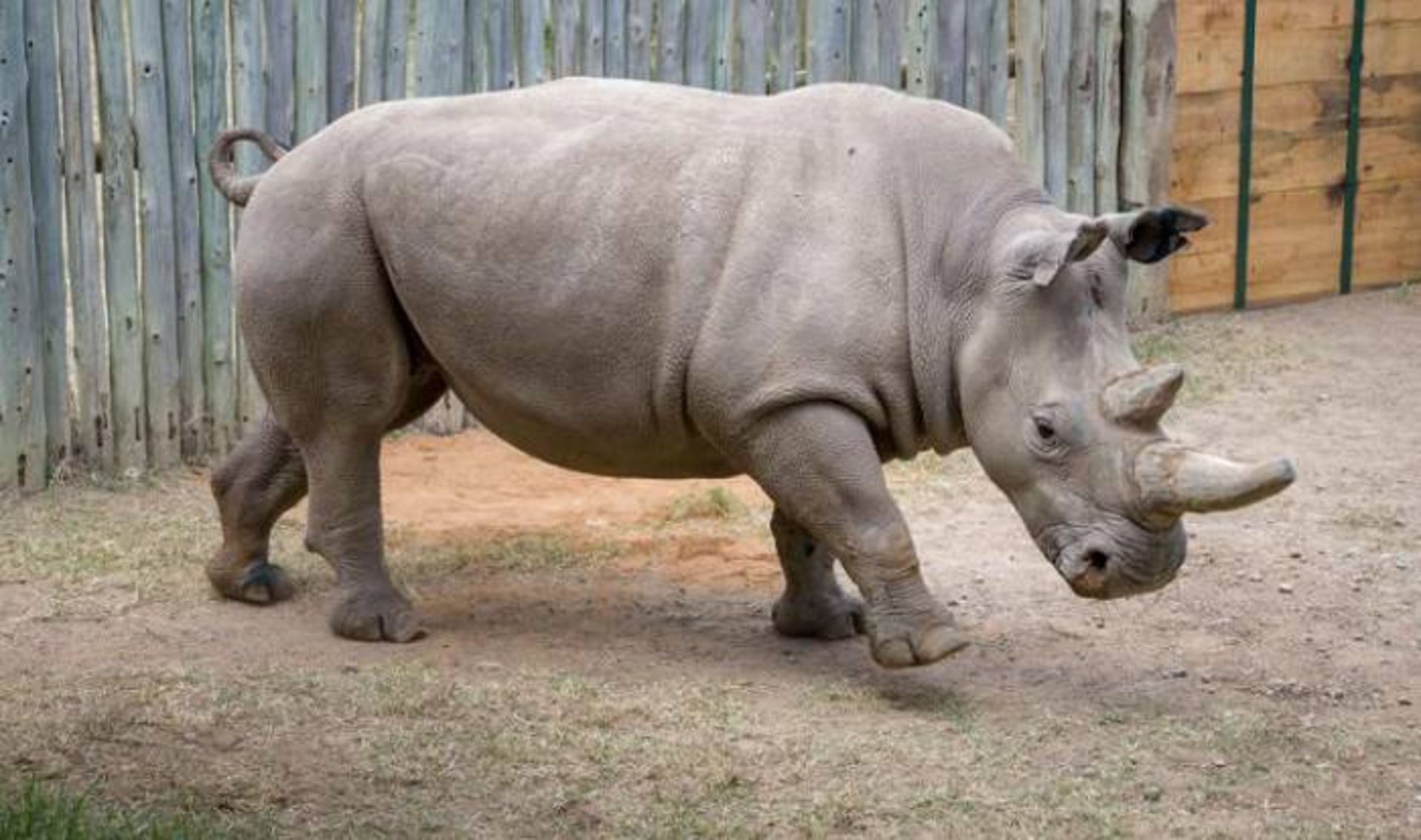 فاتو پس از عملیات استحصال 