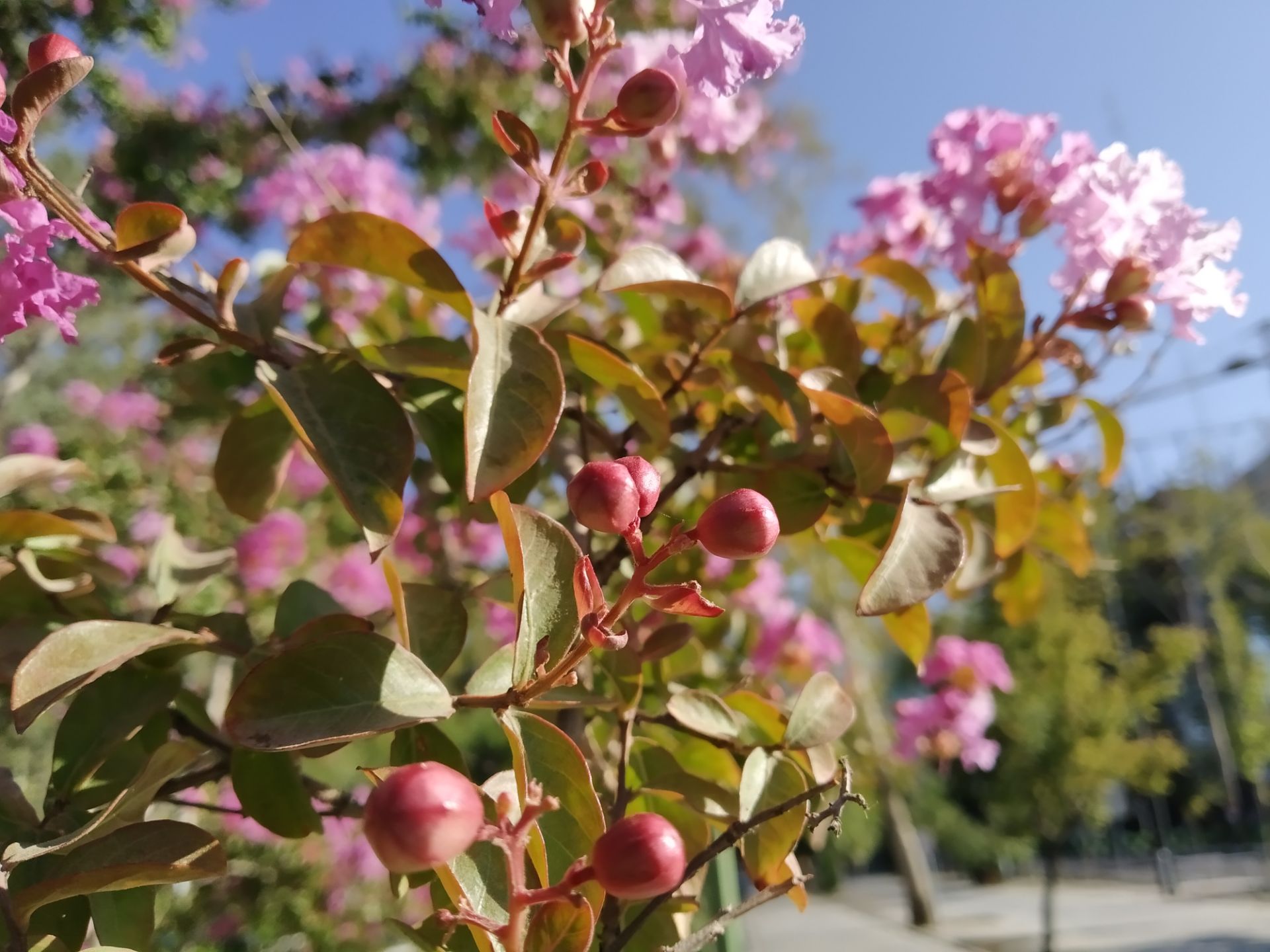 نمونه عکس روز ردمی ۷ شیائومی - حالت Photo