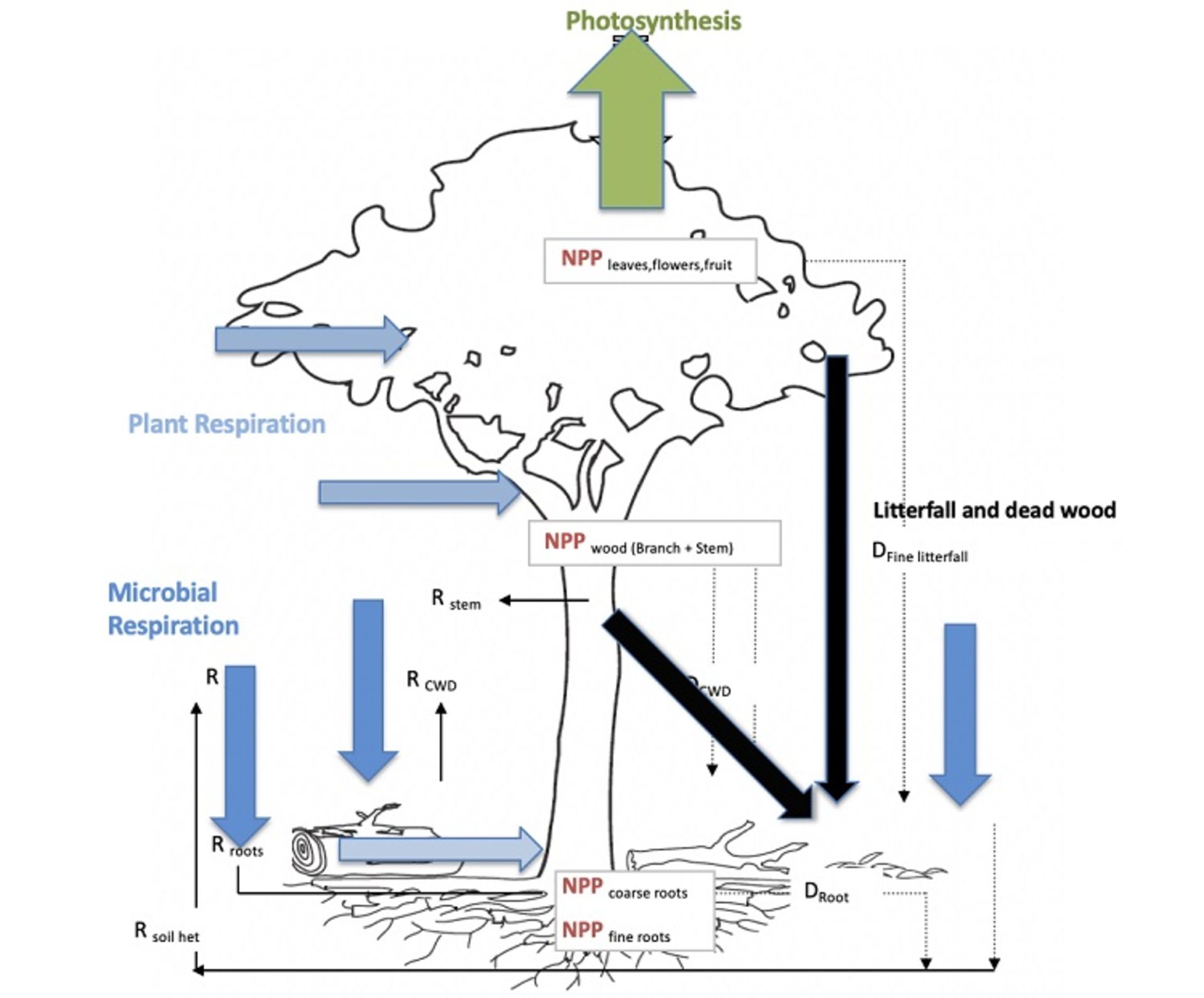 اکسیژن مصرفی گیاهان