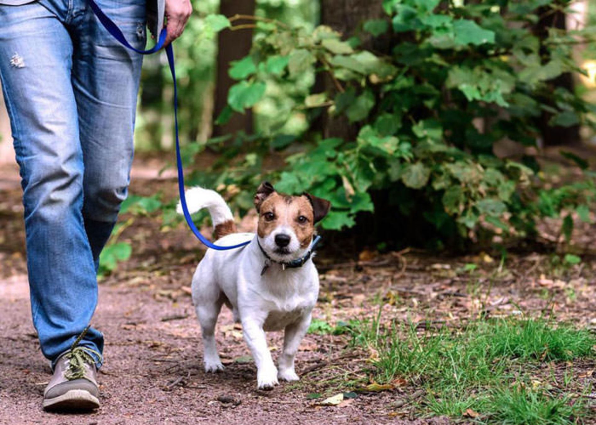 پیاده روی لذت بخش