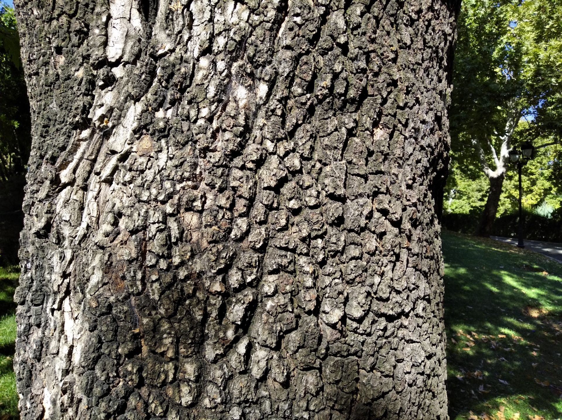 نمونه عکس روز ردمی ۷ ای شیائومی - حالت Photo