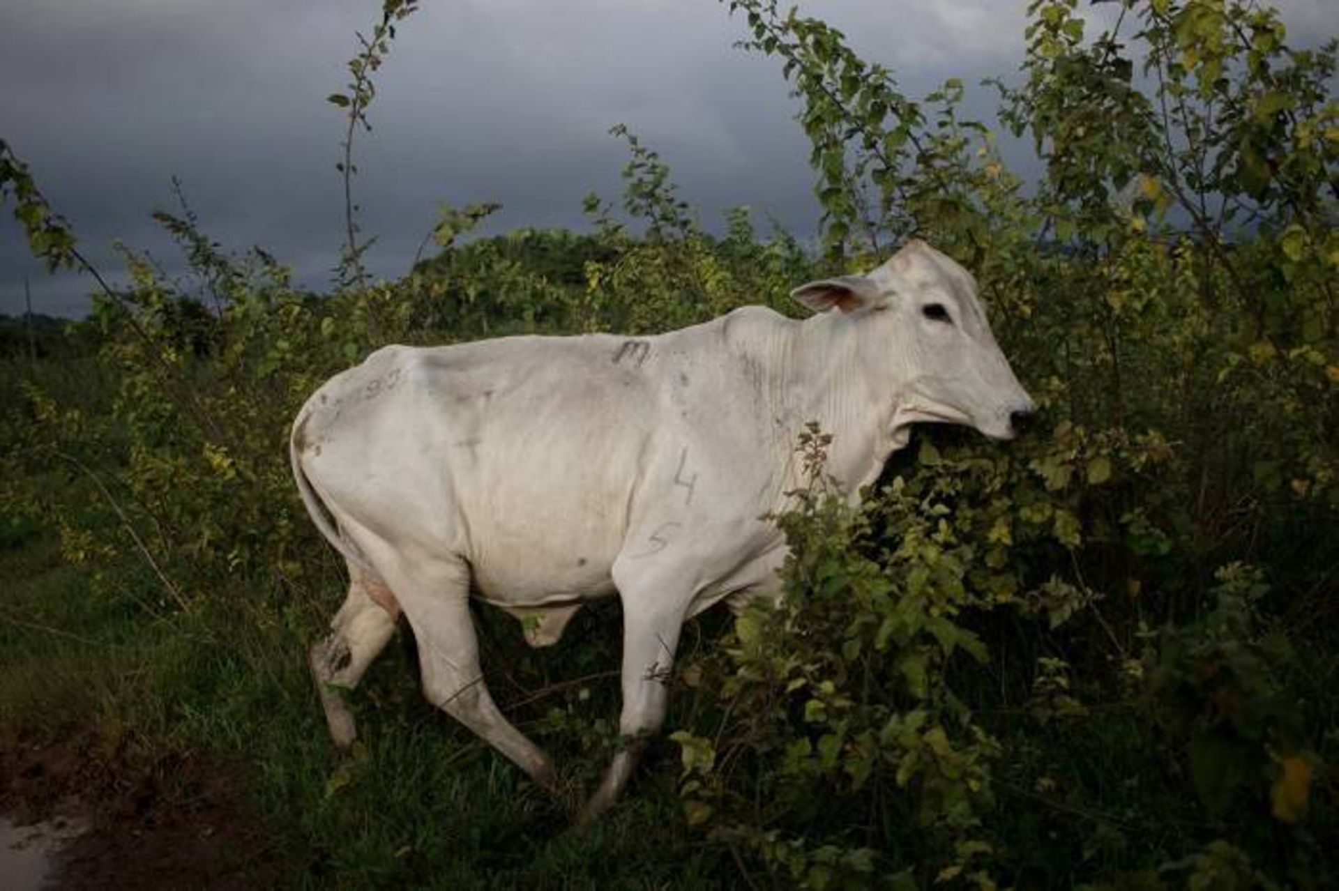 چرای گاو در برزیل