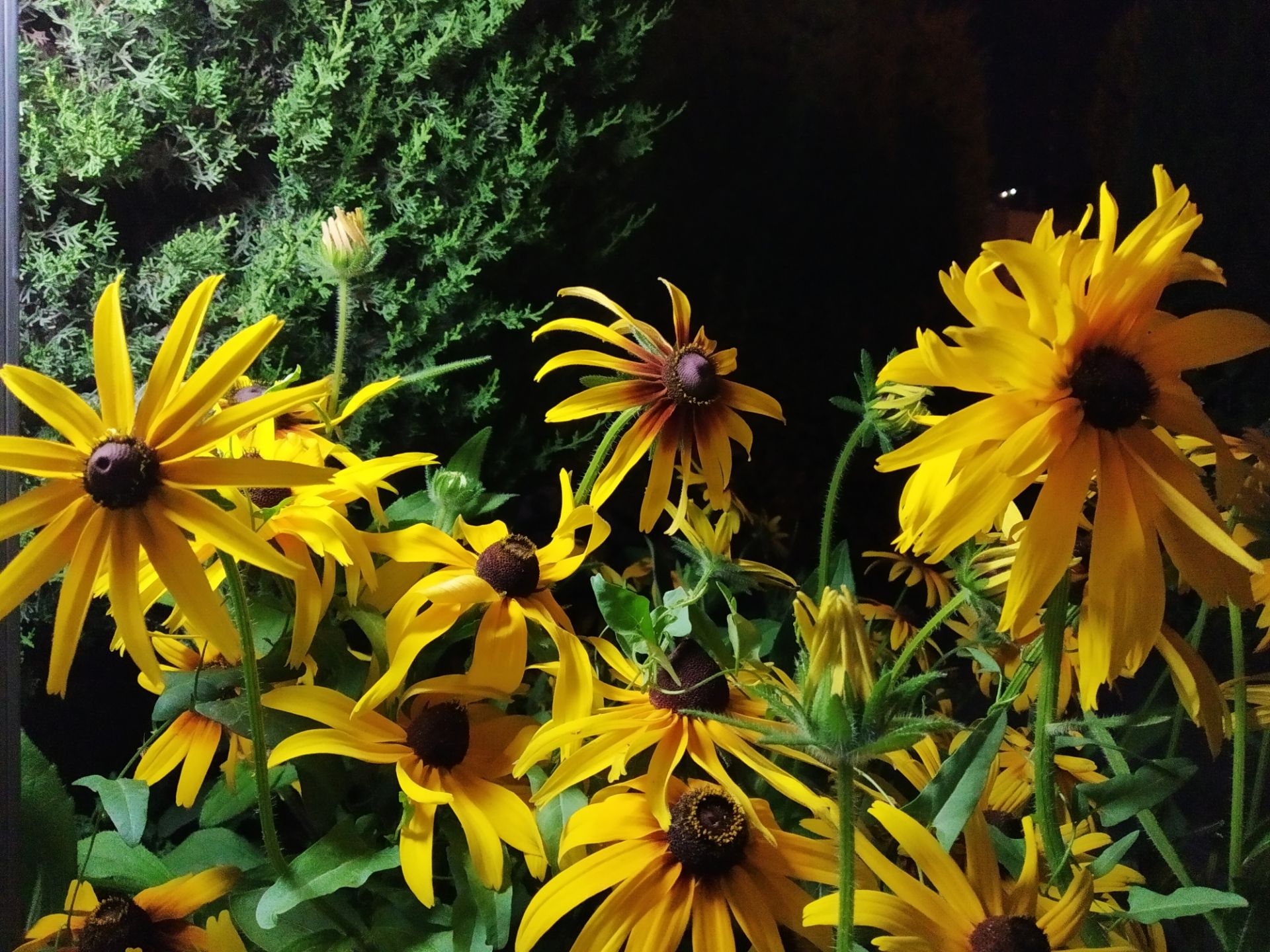 نمونه عکس شب ردمی ۷ شیائومی - حالت Photo